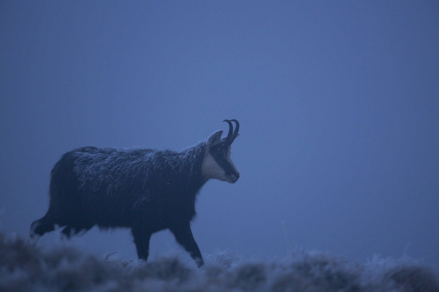 Gamuza de Hohneck o de otro lugar