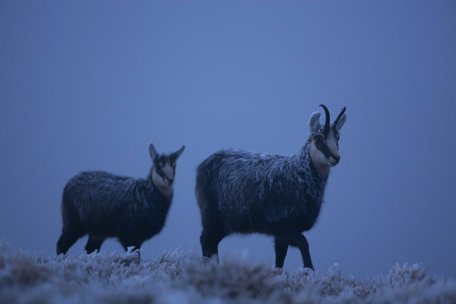 Gamuza de Hohneck o de otro lugar