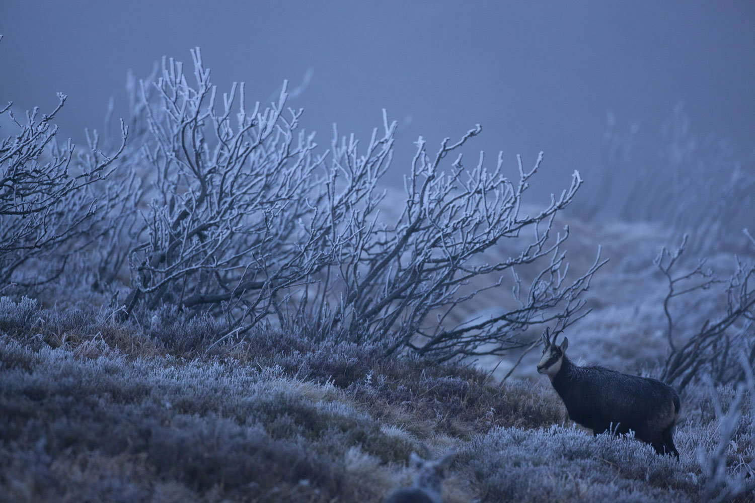 Gamuza de Hohneck o de otro lugar