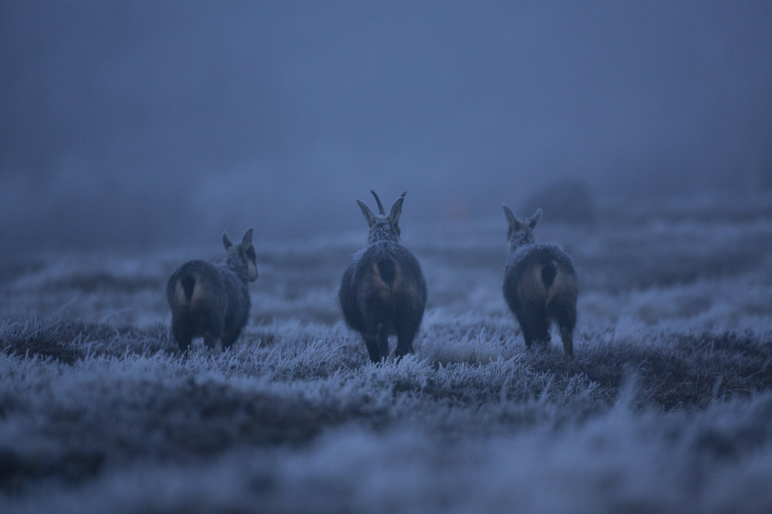 Gamuza de Hohneck o de otro lugar
