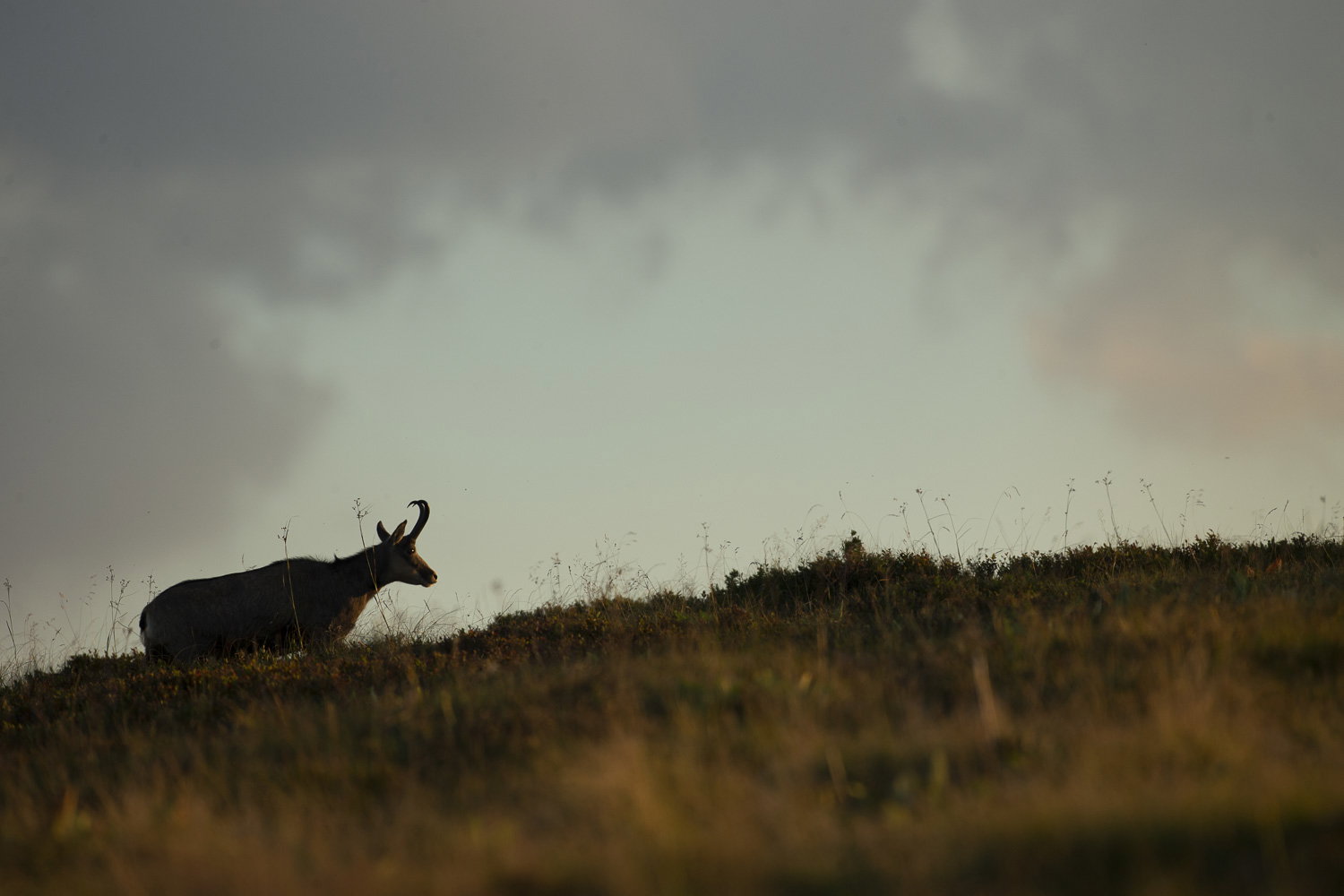 Gamuza de Hohneck o de otro lugar