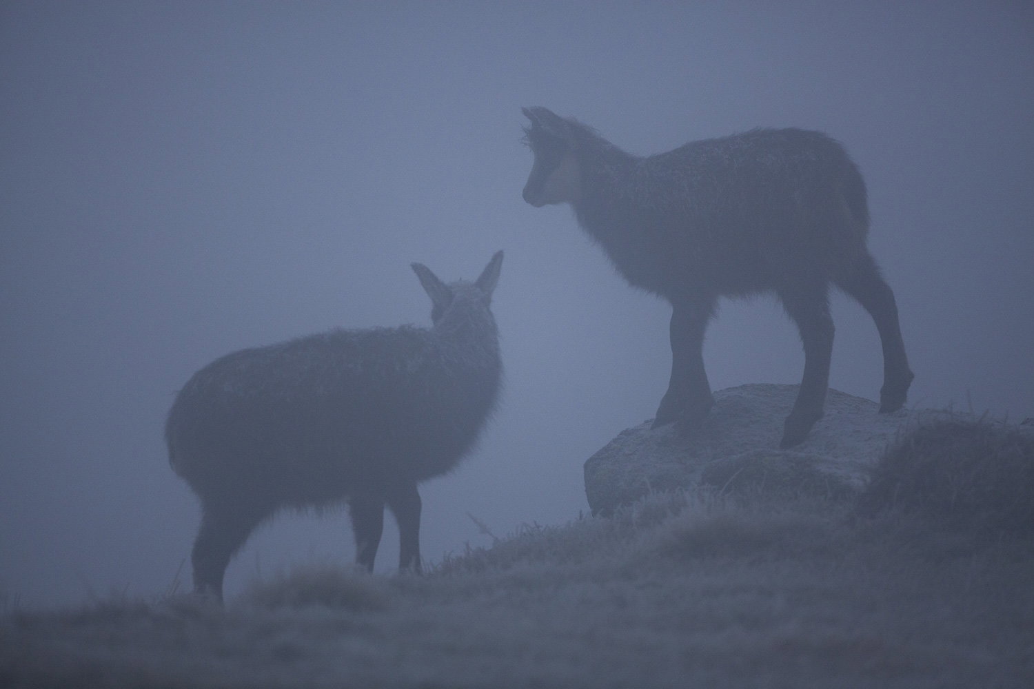 Gamuza de Hohneck o de otro lugar