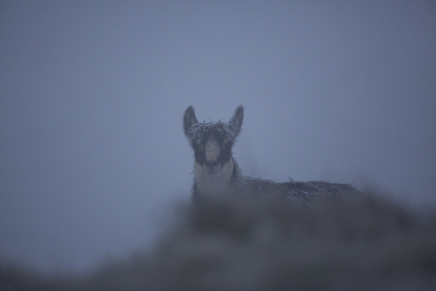 Gamuza de Hohneck o de otro lugar