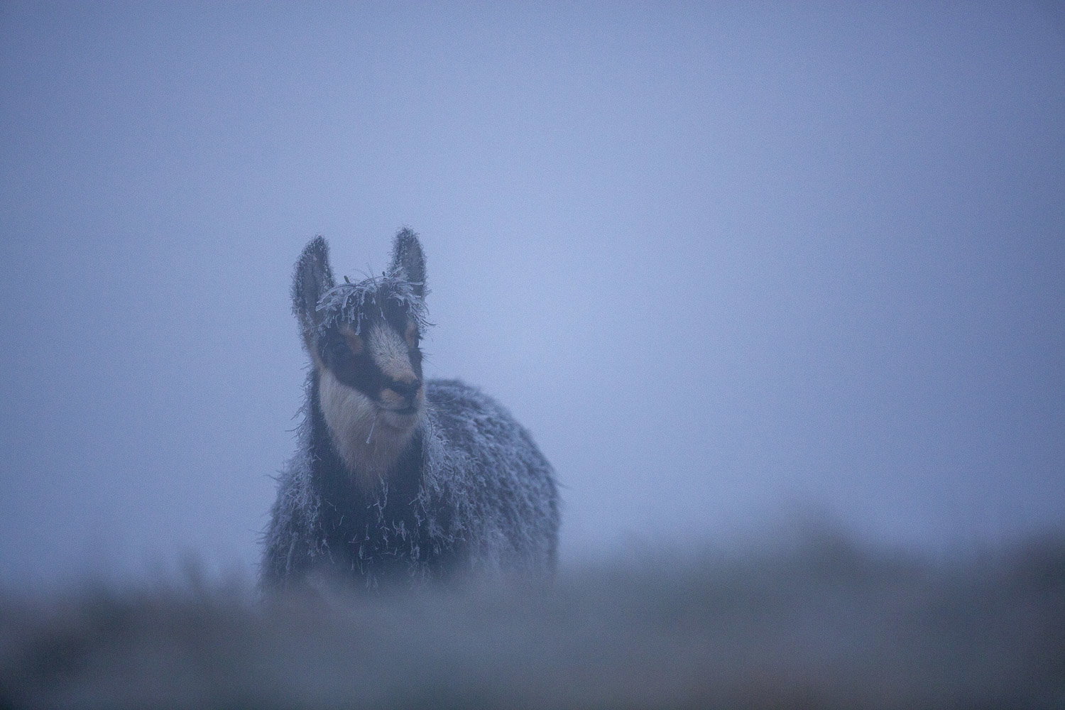 Gamuza de Hohneck o de otro lugar