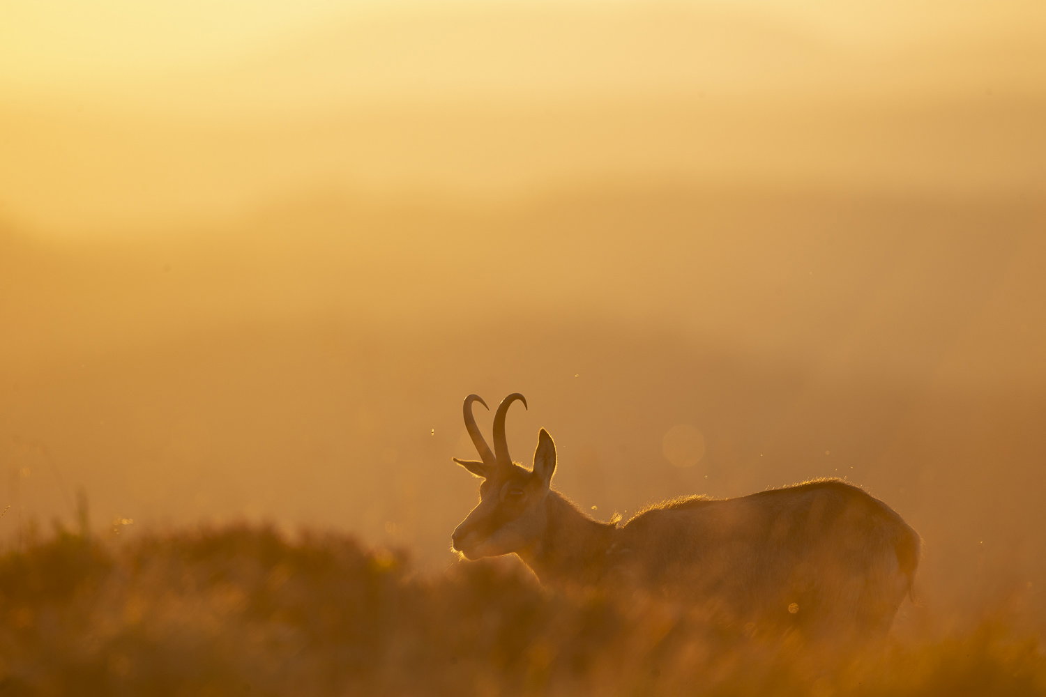 Gamuza de Hohneck o de otro lugar