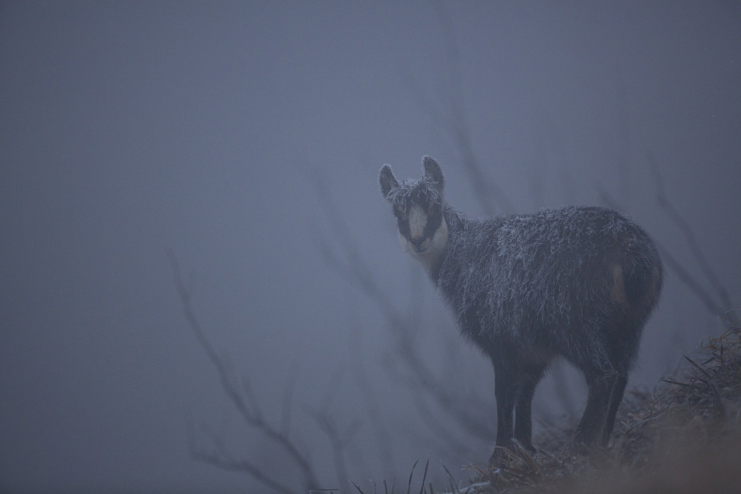 Gamuza de Hohneck o de otro lugar