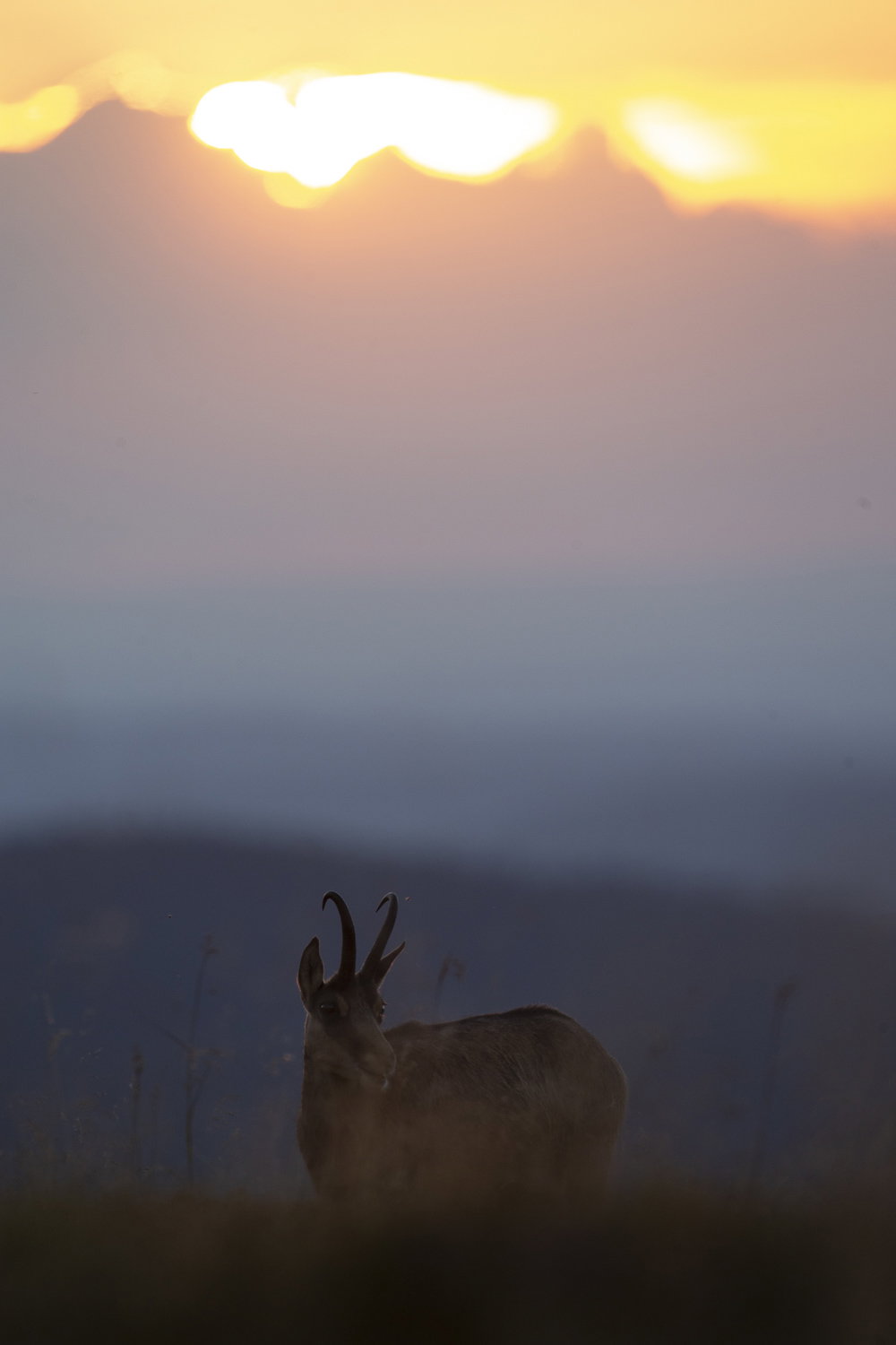Gamuza de Hohneck o de otro lugar