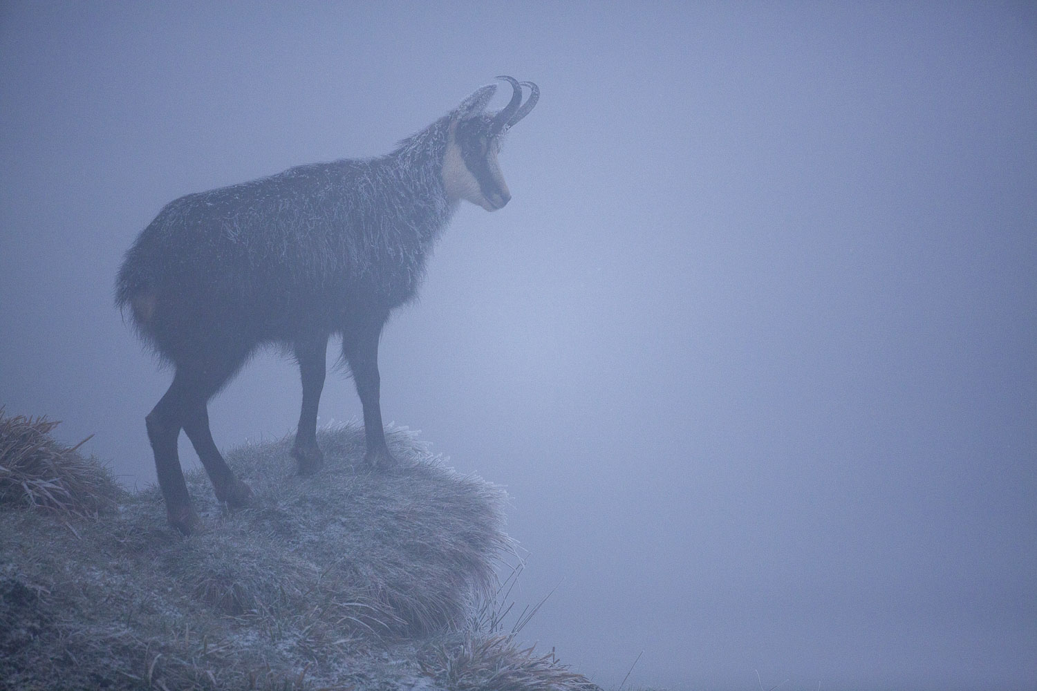 Gamuza de Hohneck o de otro lugar