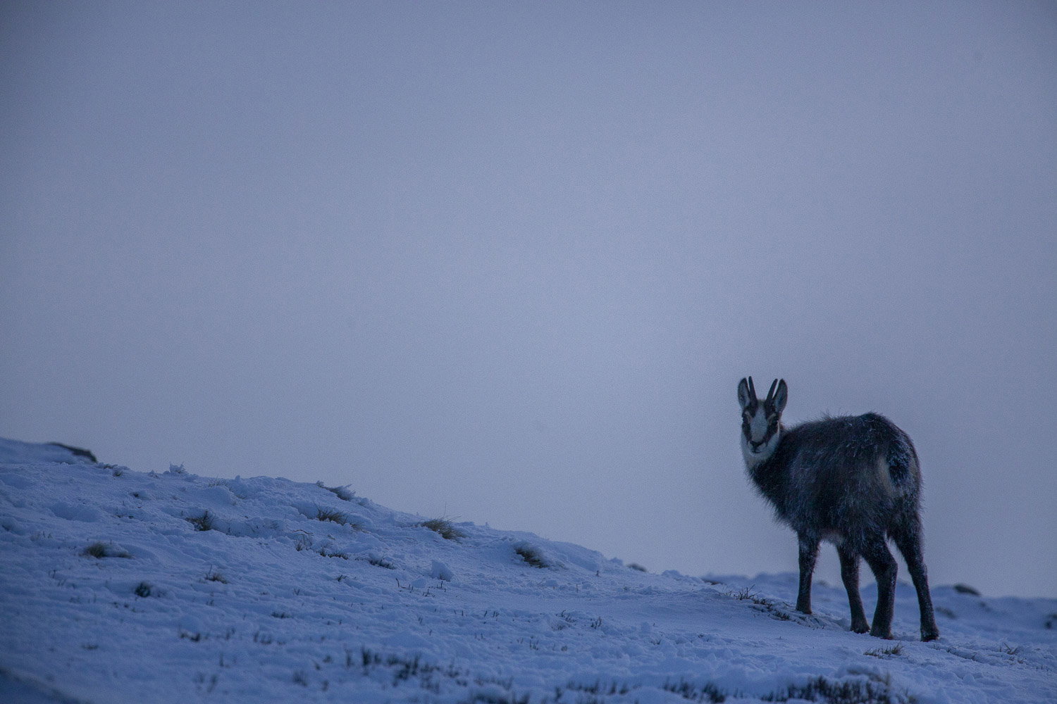 Gamuza de Hohneck o de otro lugar