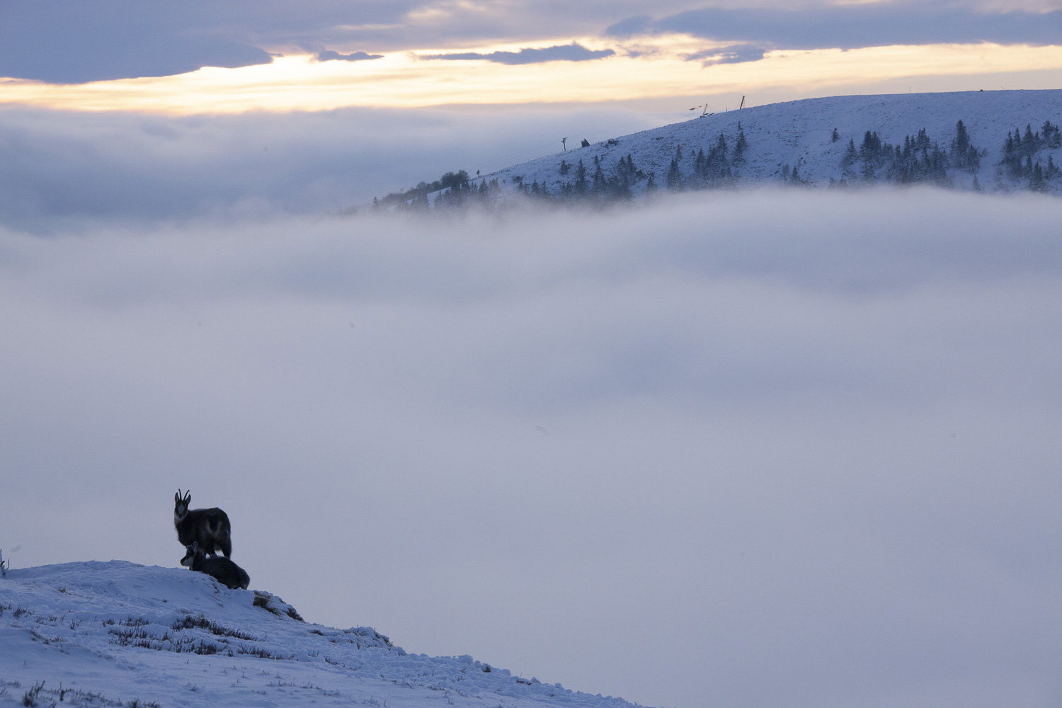 Gamuza de Hohneck o de otro lugar