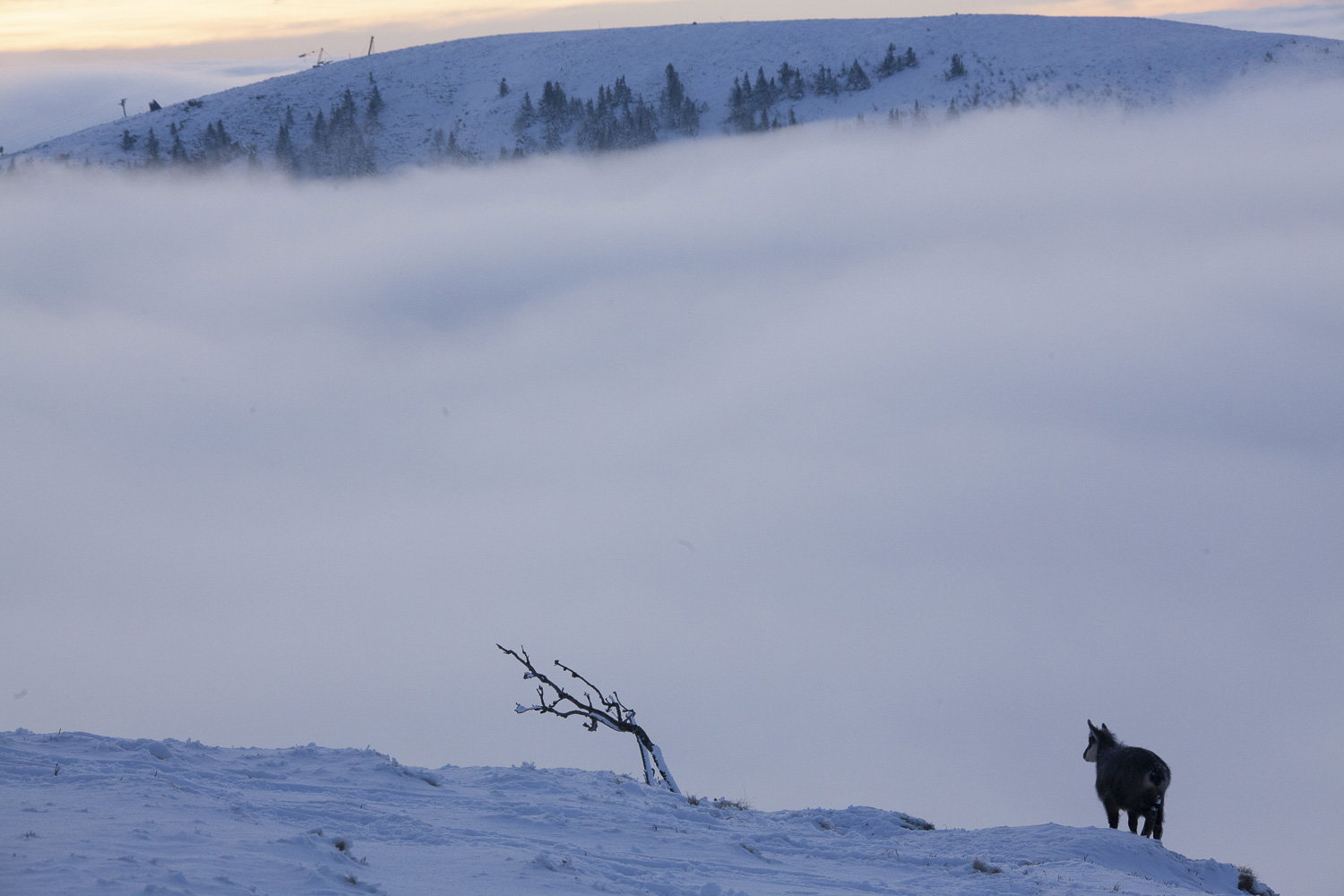 Gamuza de Hohneck o de otro lugar