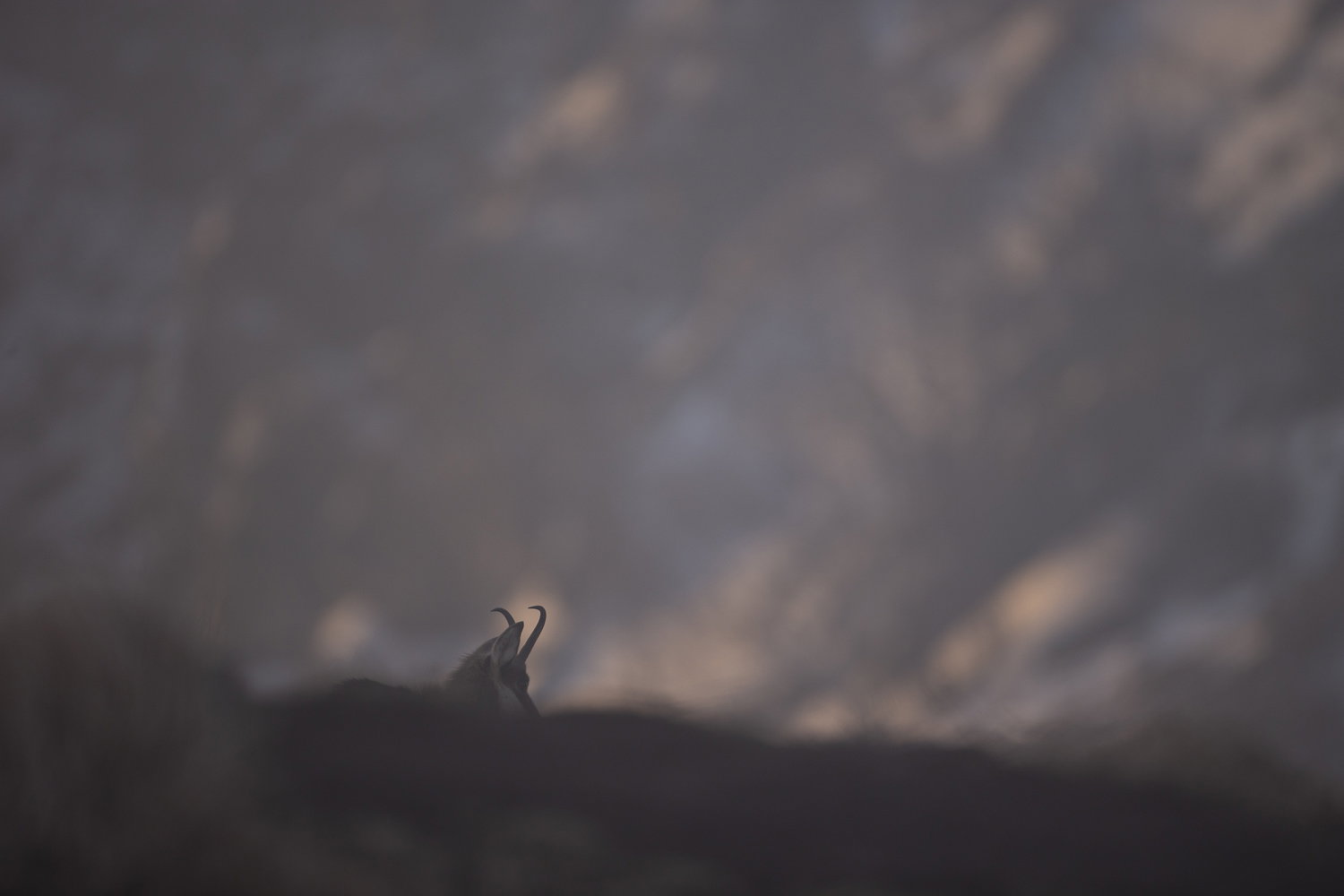 Gamuza de Hohneck o de otro lugar