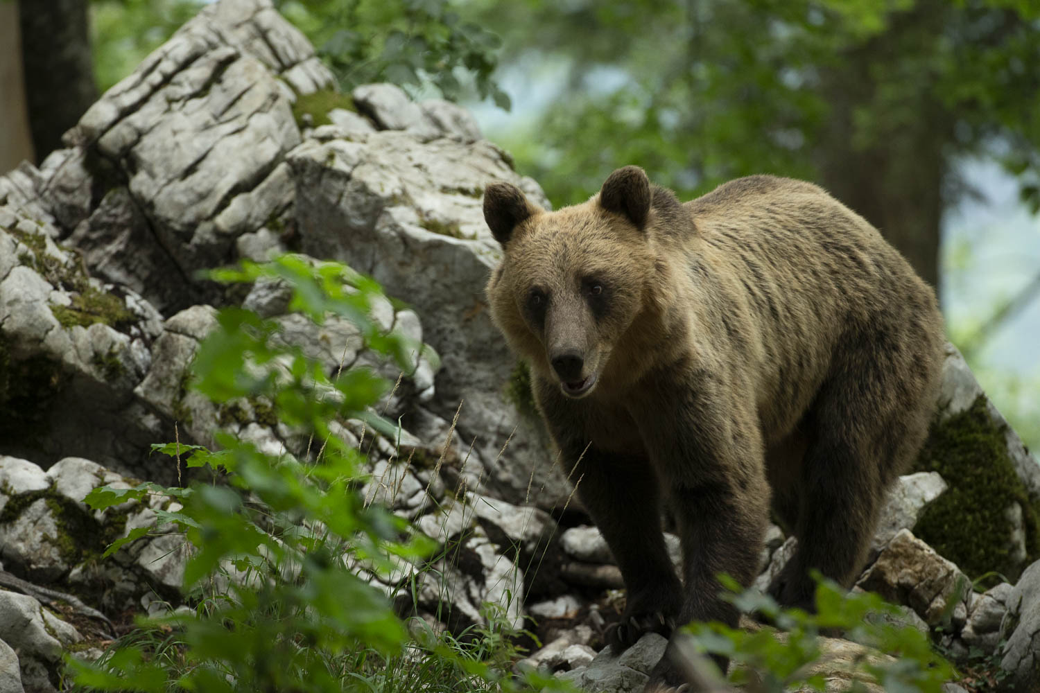 Oso esloveno y otros