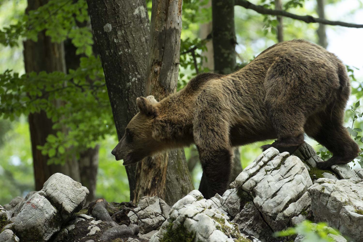 Oso esloveno y otros