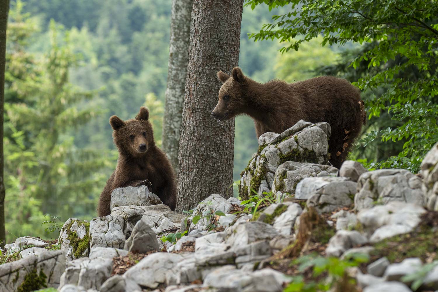 Oso esloveno y otros