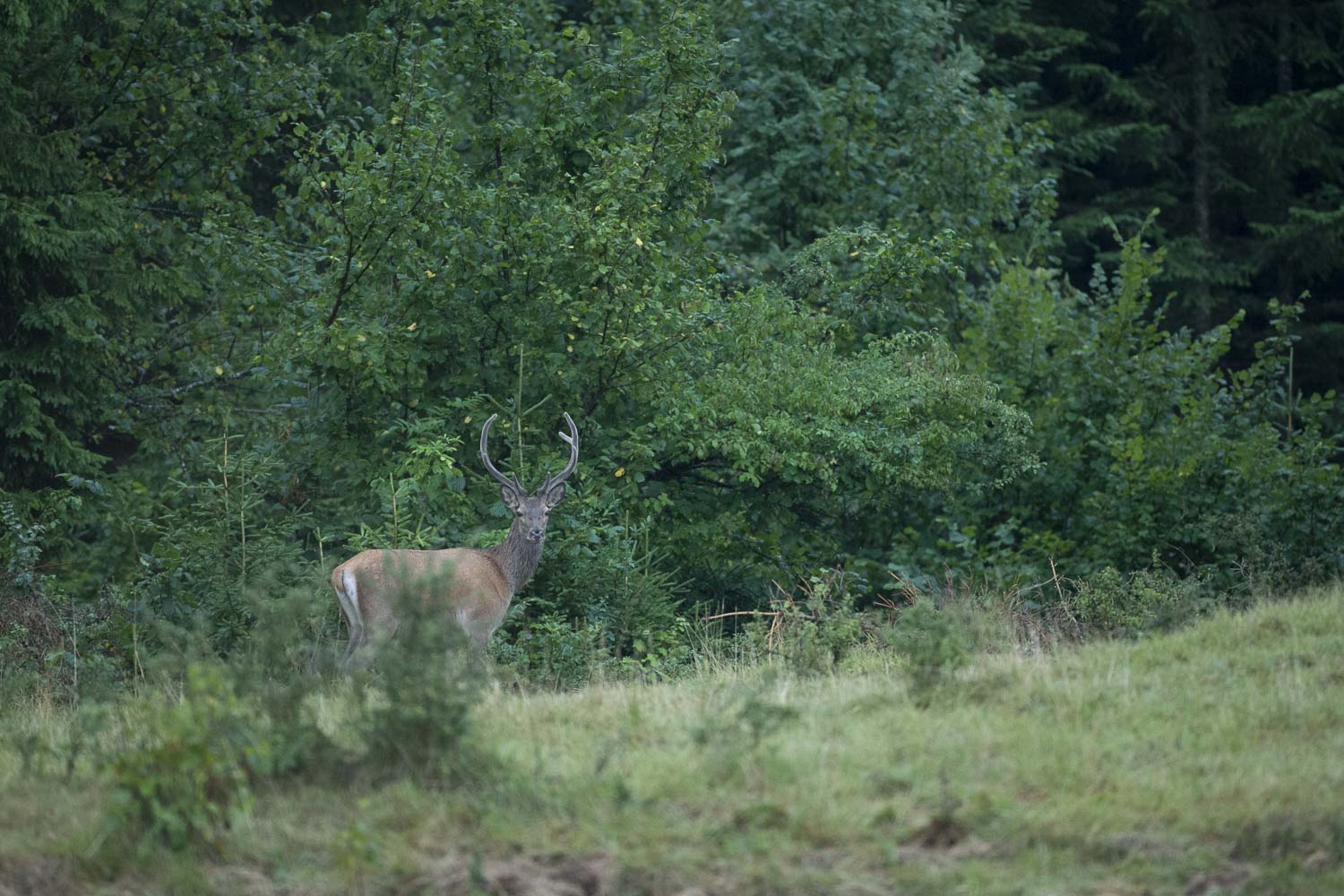 Oso esloveno y otros