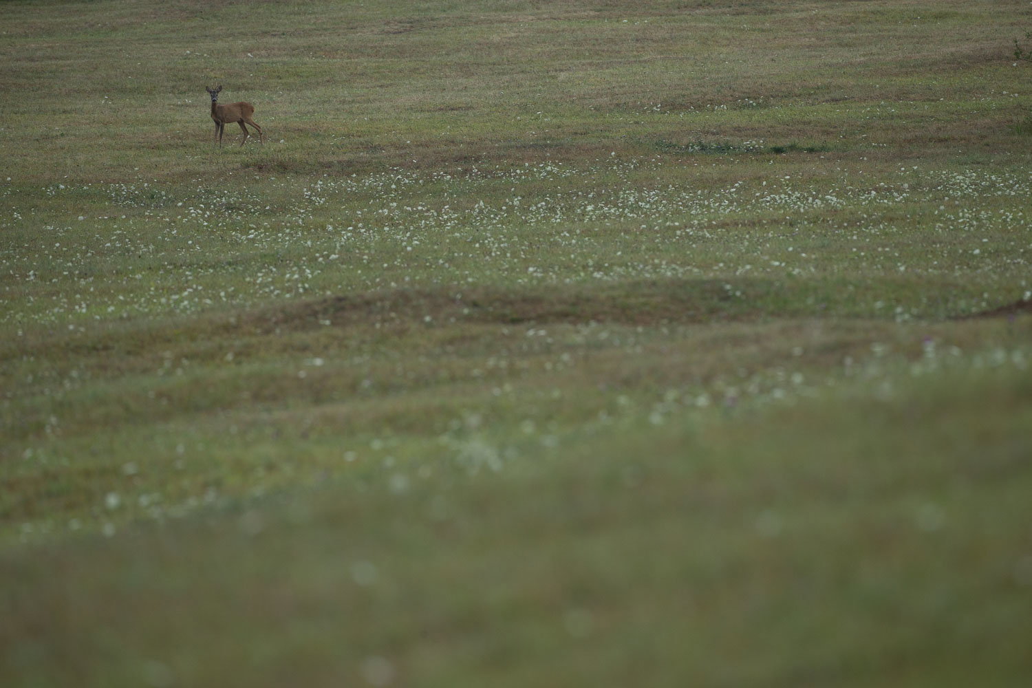 Oso esloveno y otros