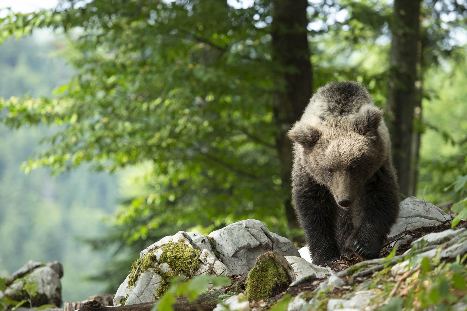 Oso esloveno y otros