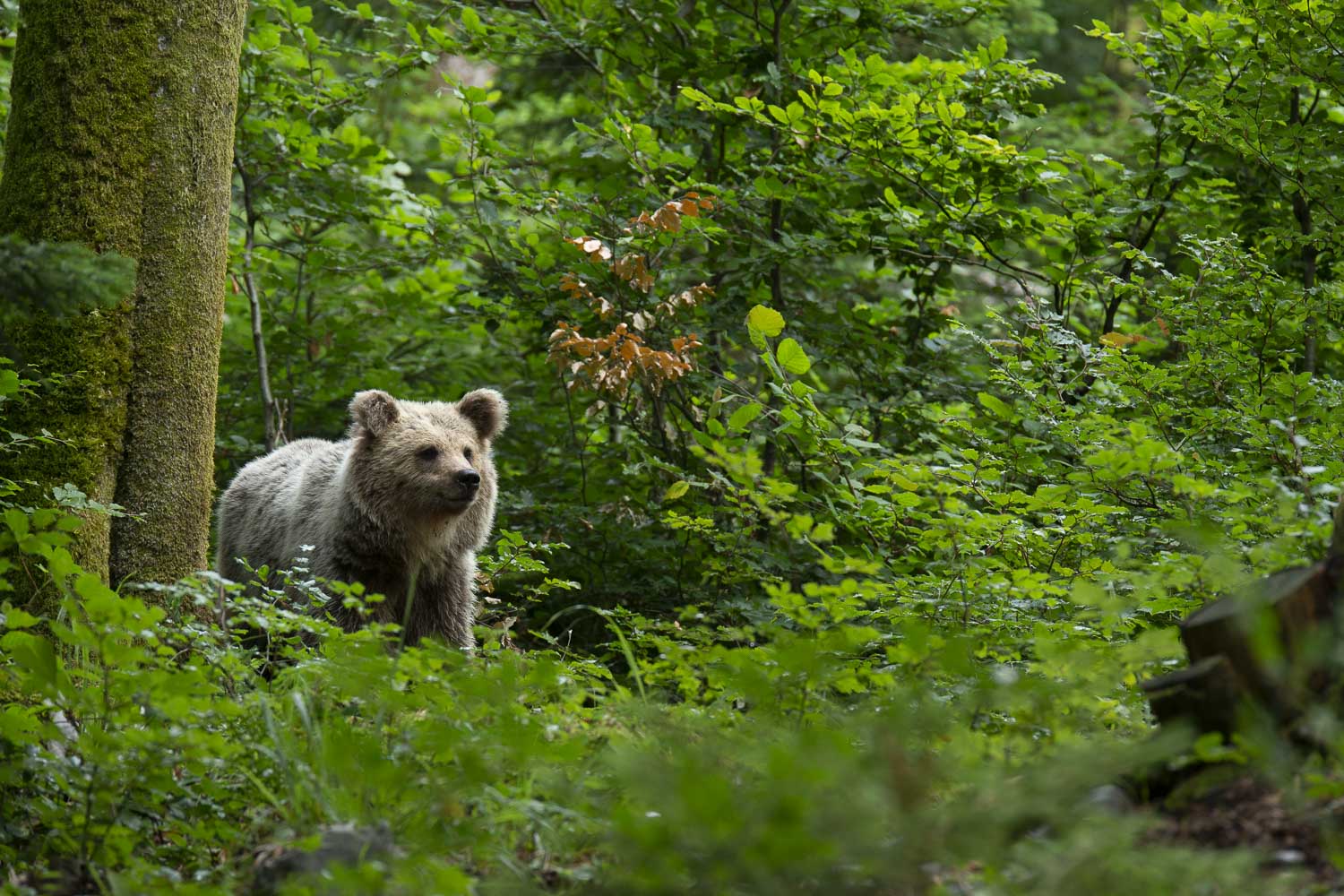 Oso esloveno y otros
