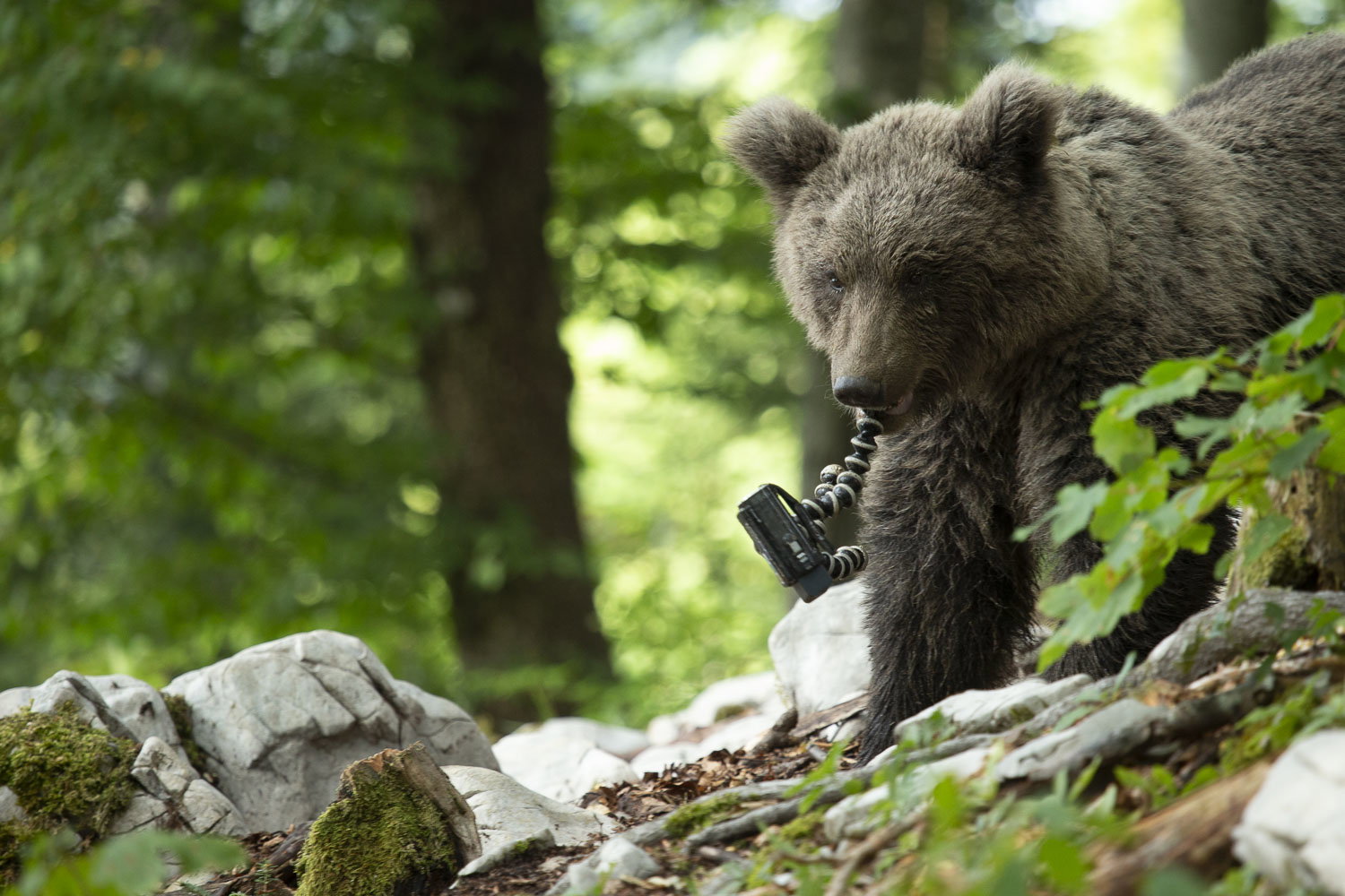 Oso esloveno y otros