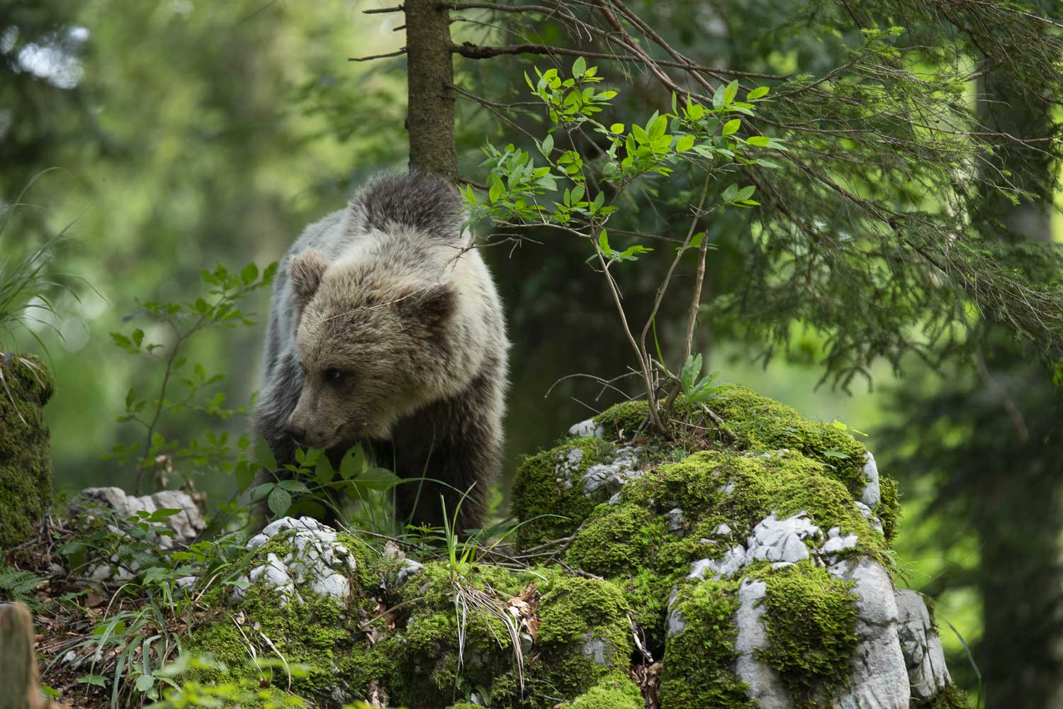 Oso esloveno y otros