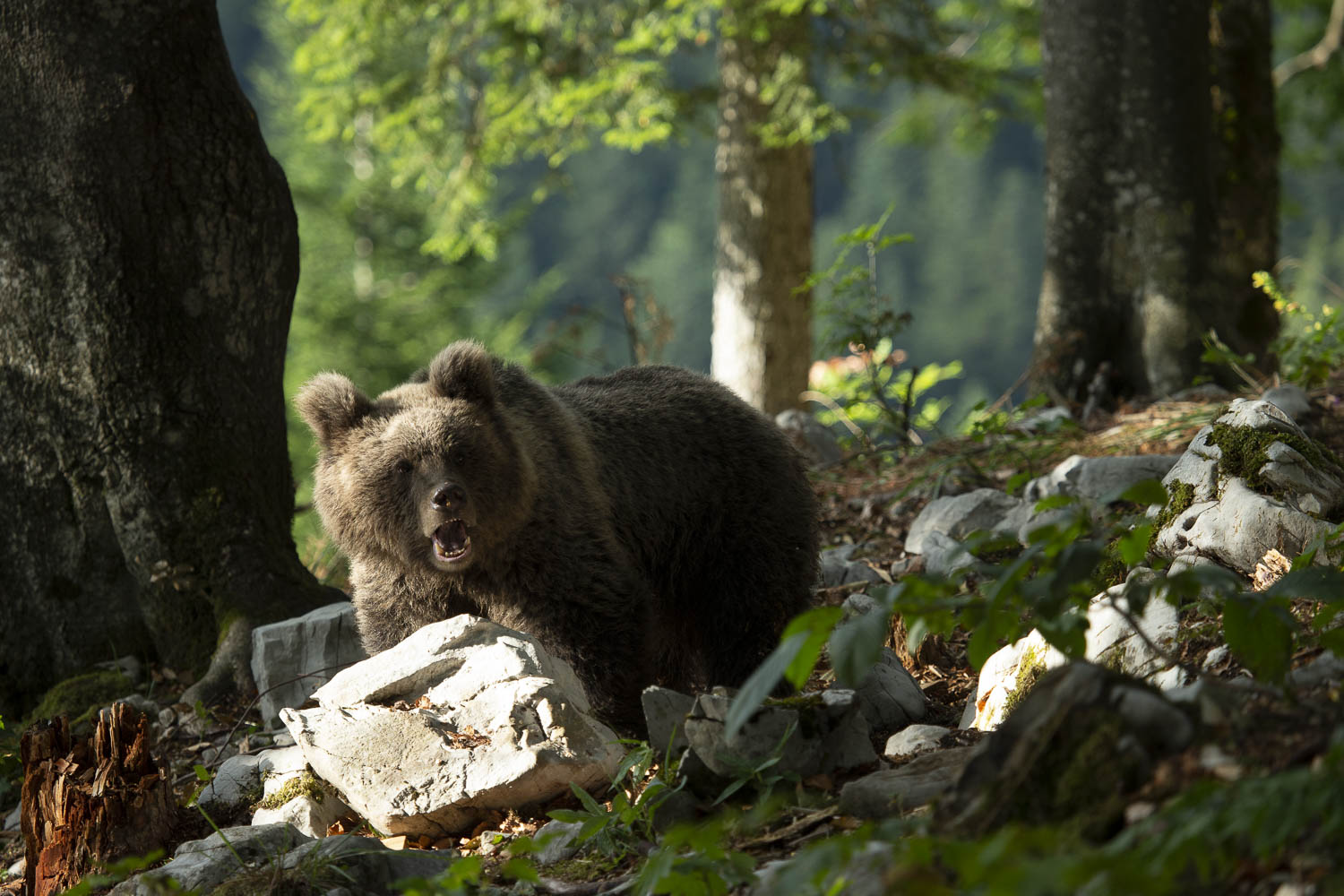 Oso esloveno y otros