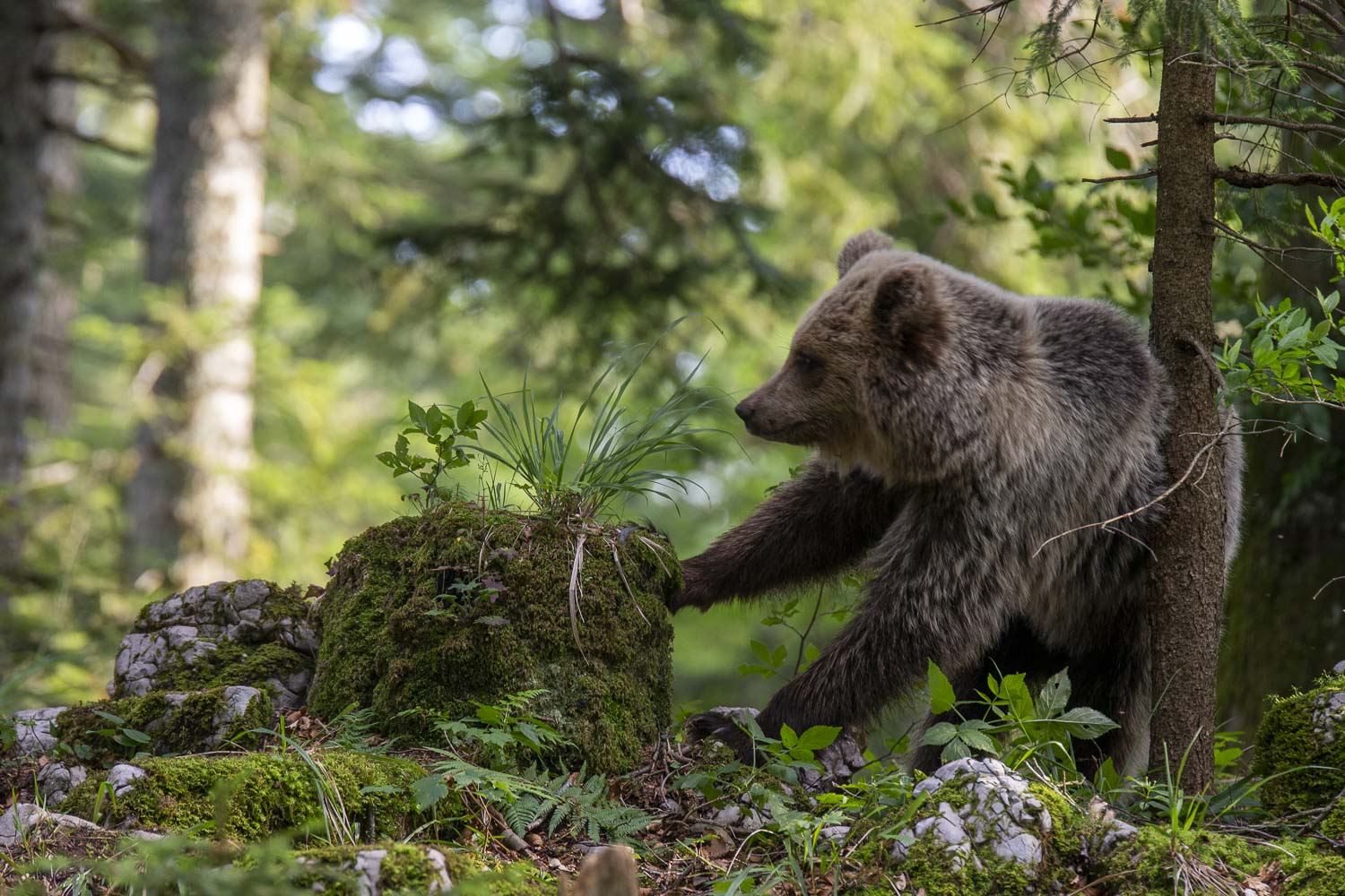 Oso esloveno y otros