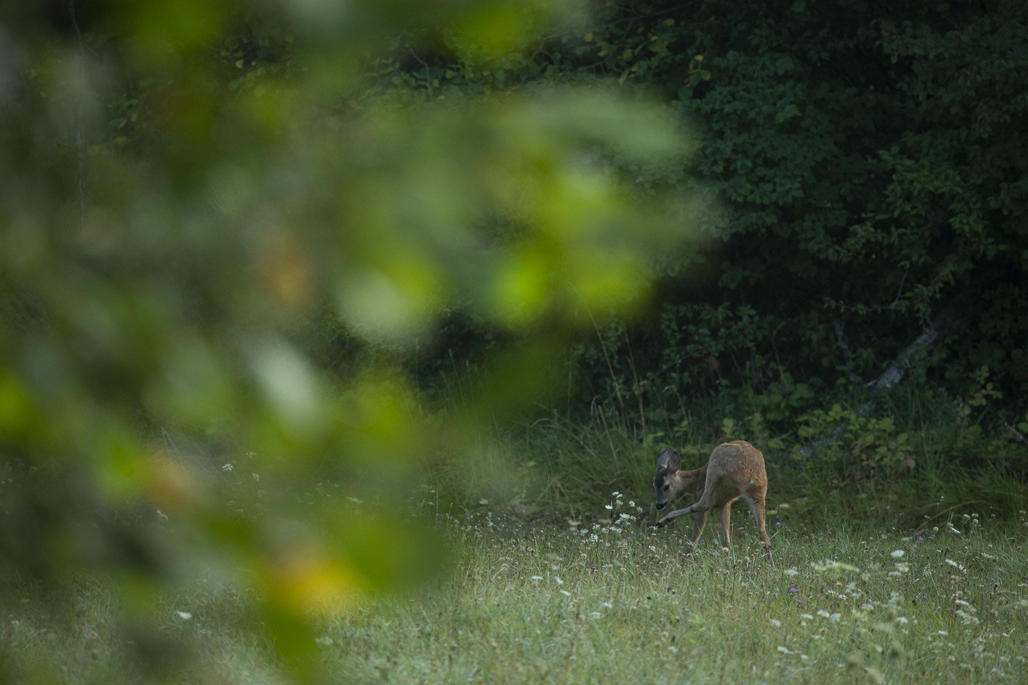 Oso esloveno y otros