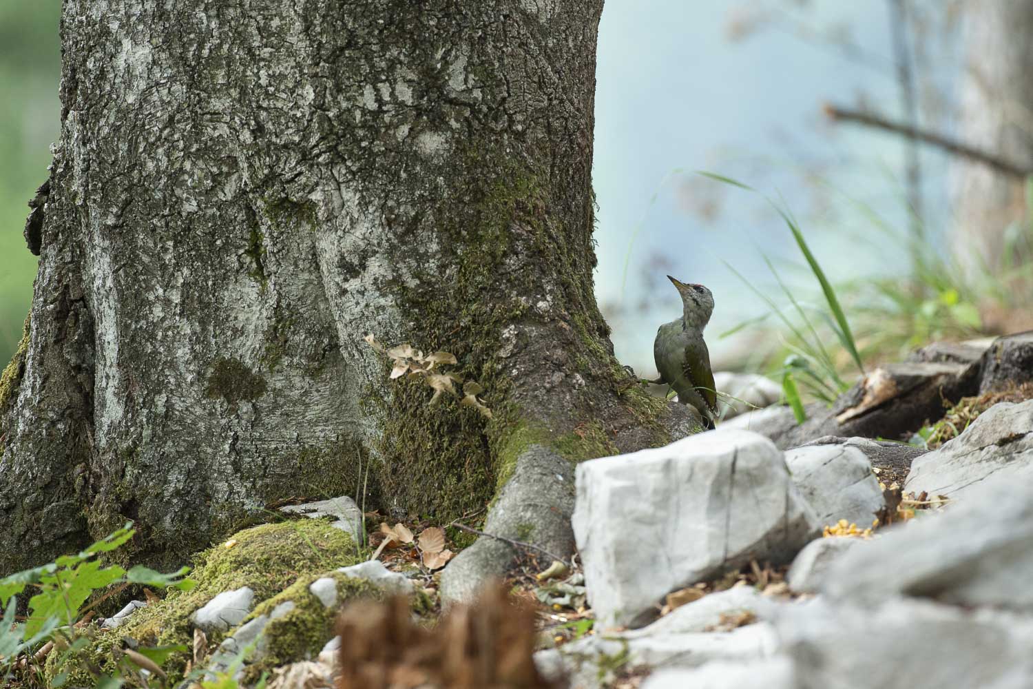 Oso esloveno y otros