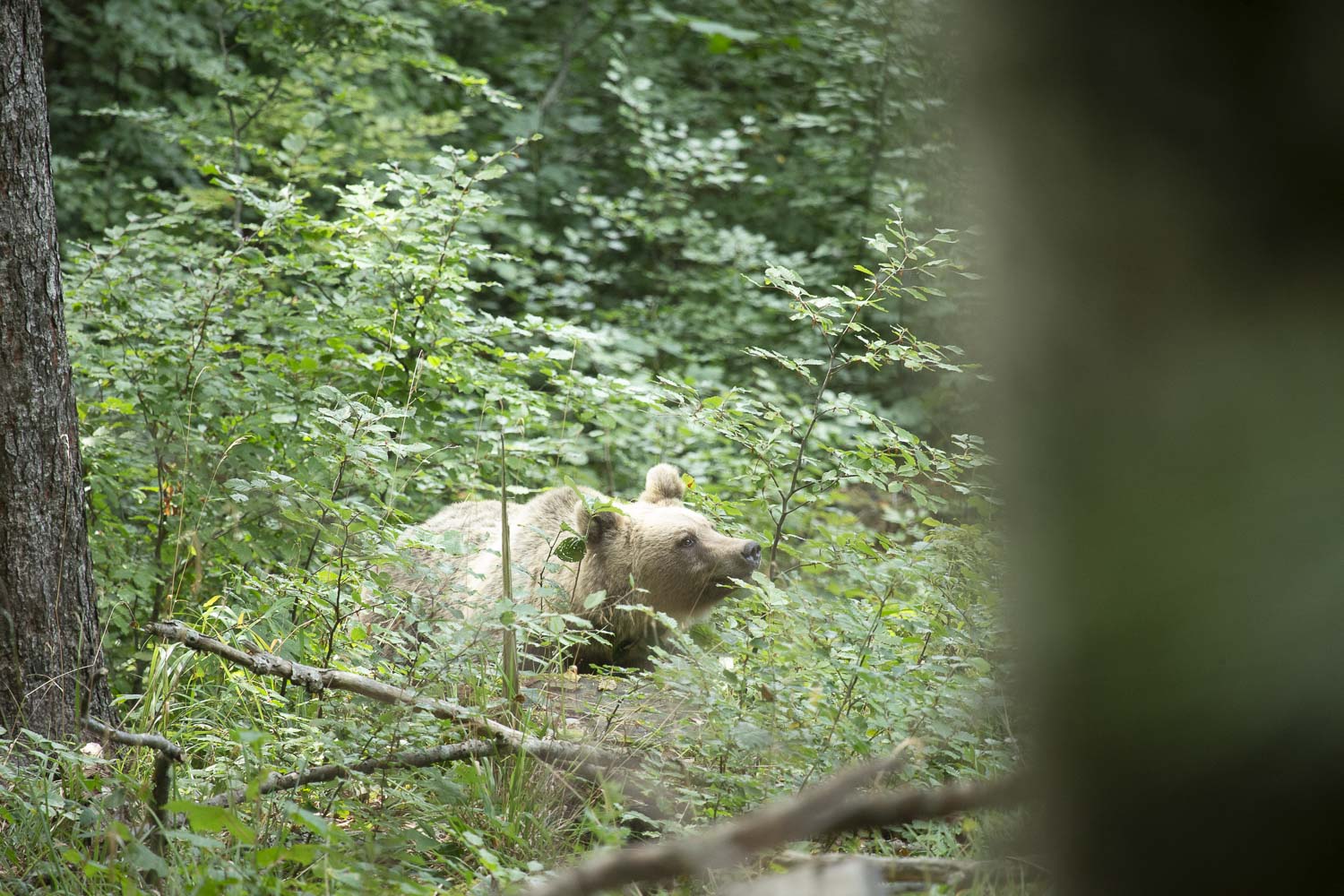 Oso esloveno y otros