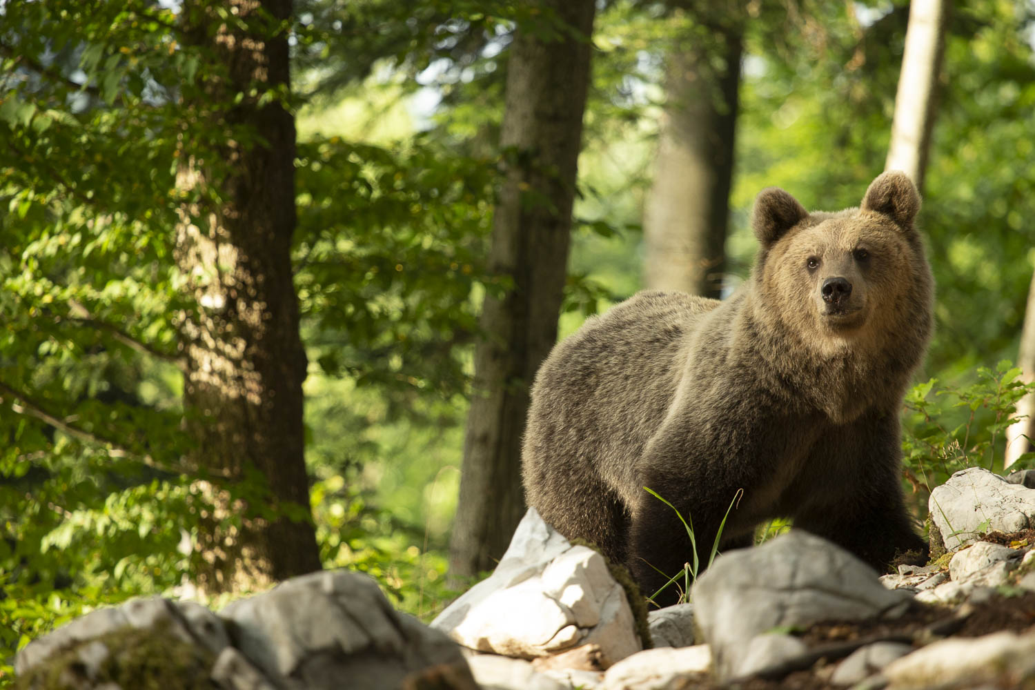 Oso esloveno y otros