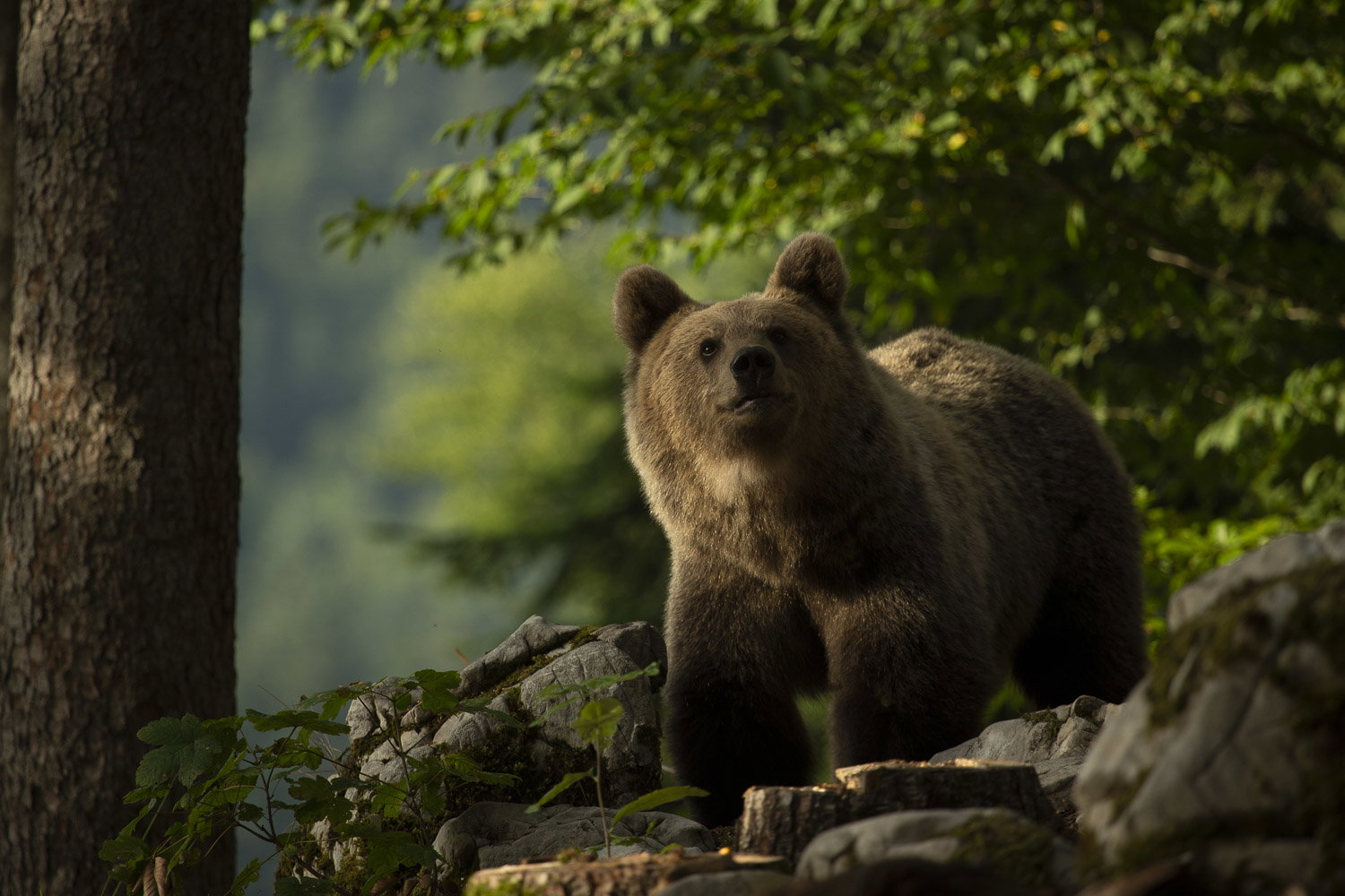 Oso esloveno y otros