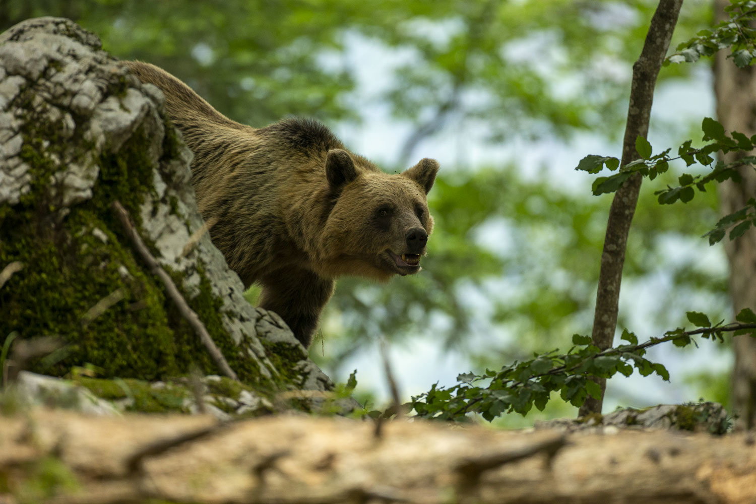 Oso esloveno y otros