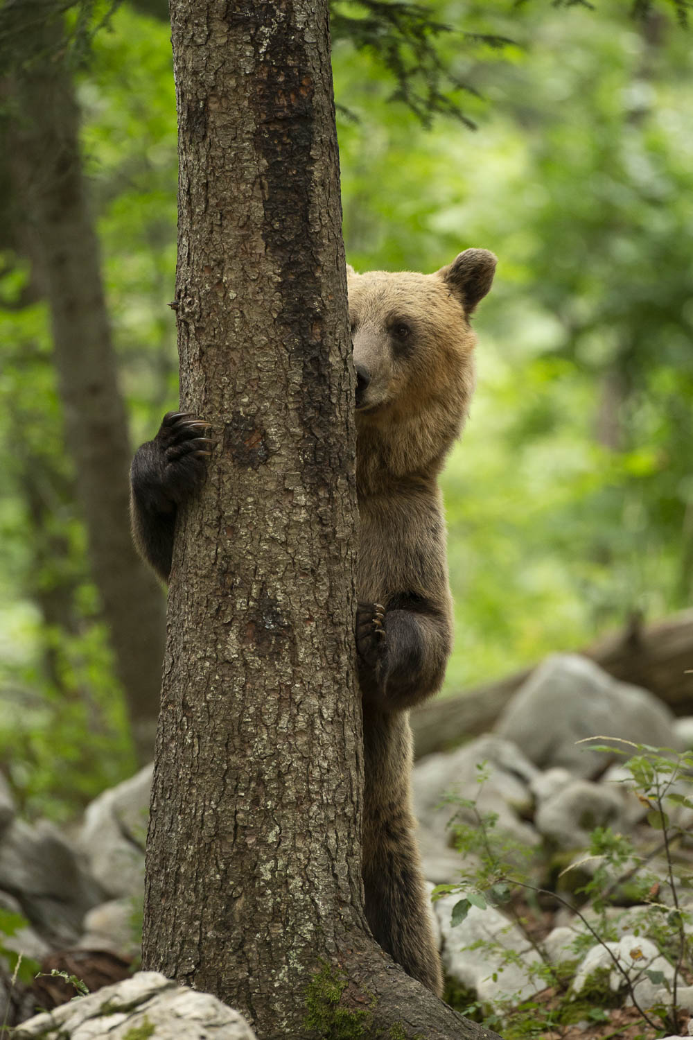 Oso esloveno y otros