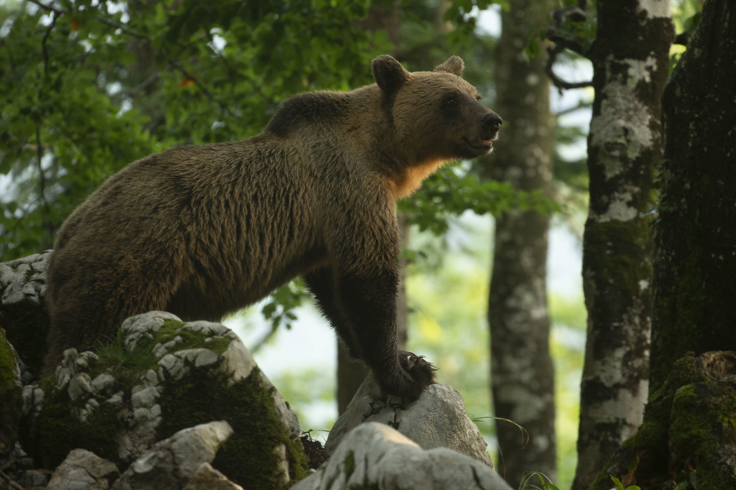 Oso esloveno y otros