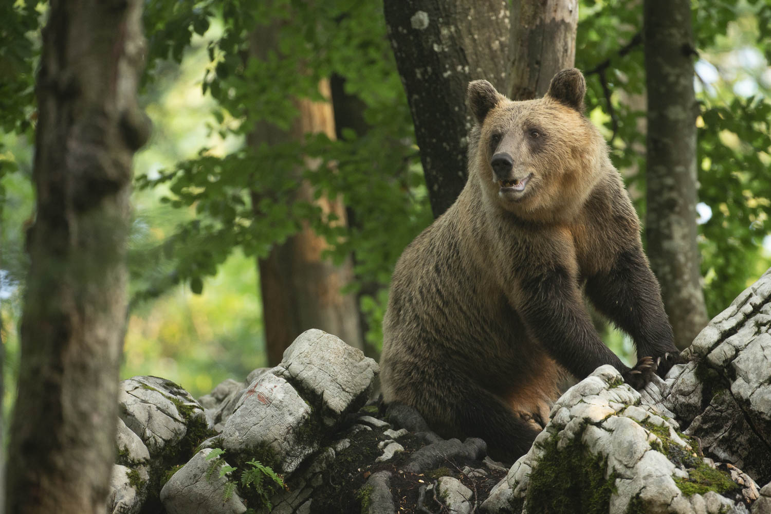 Oso esloveno y otros