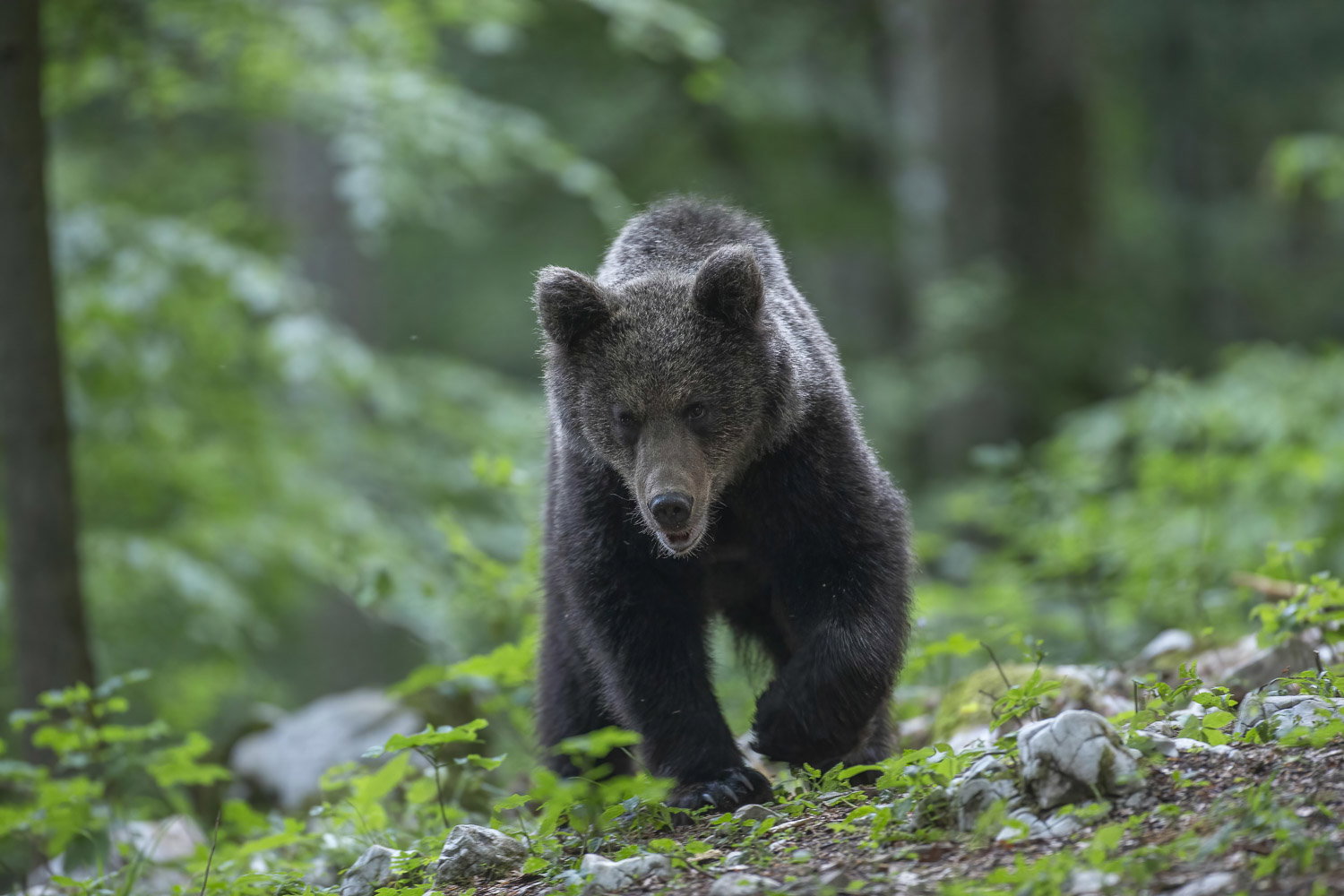 Oso esloveno y otros