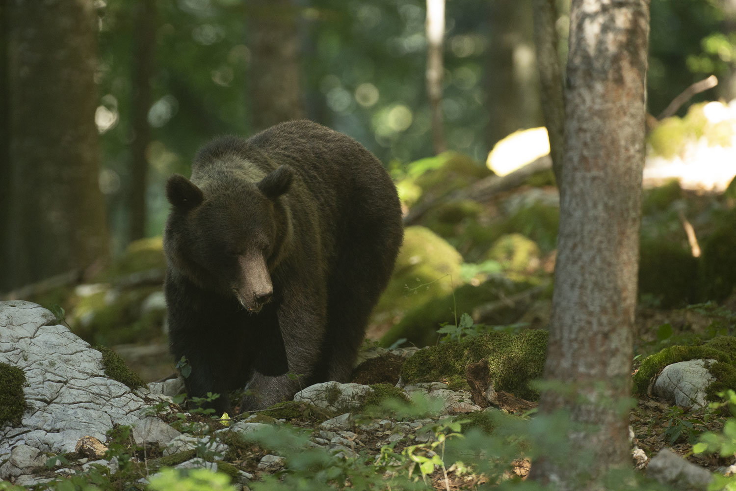 Oso esloveno y otros