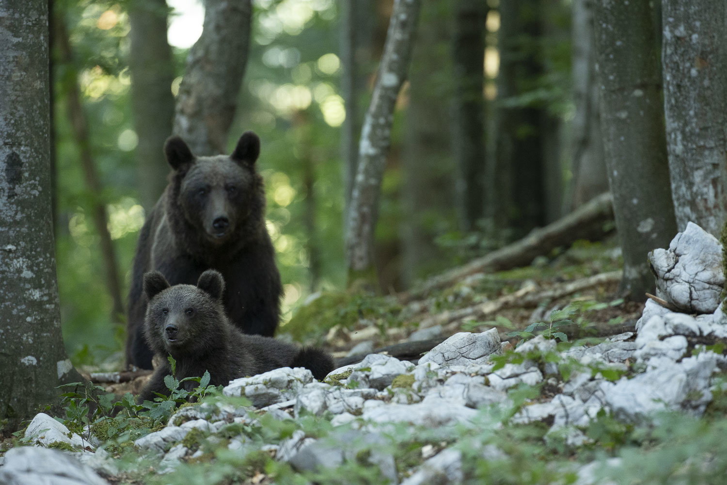 Oso esloveno y otros