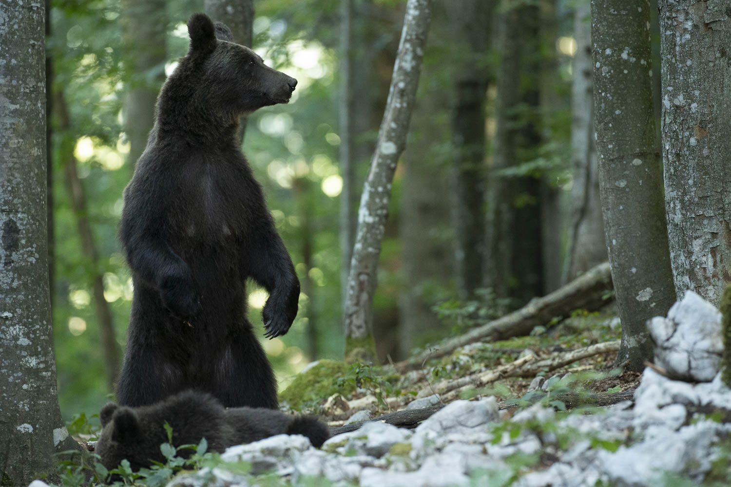 Oso esloveno y otros