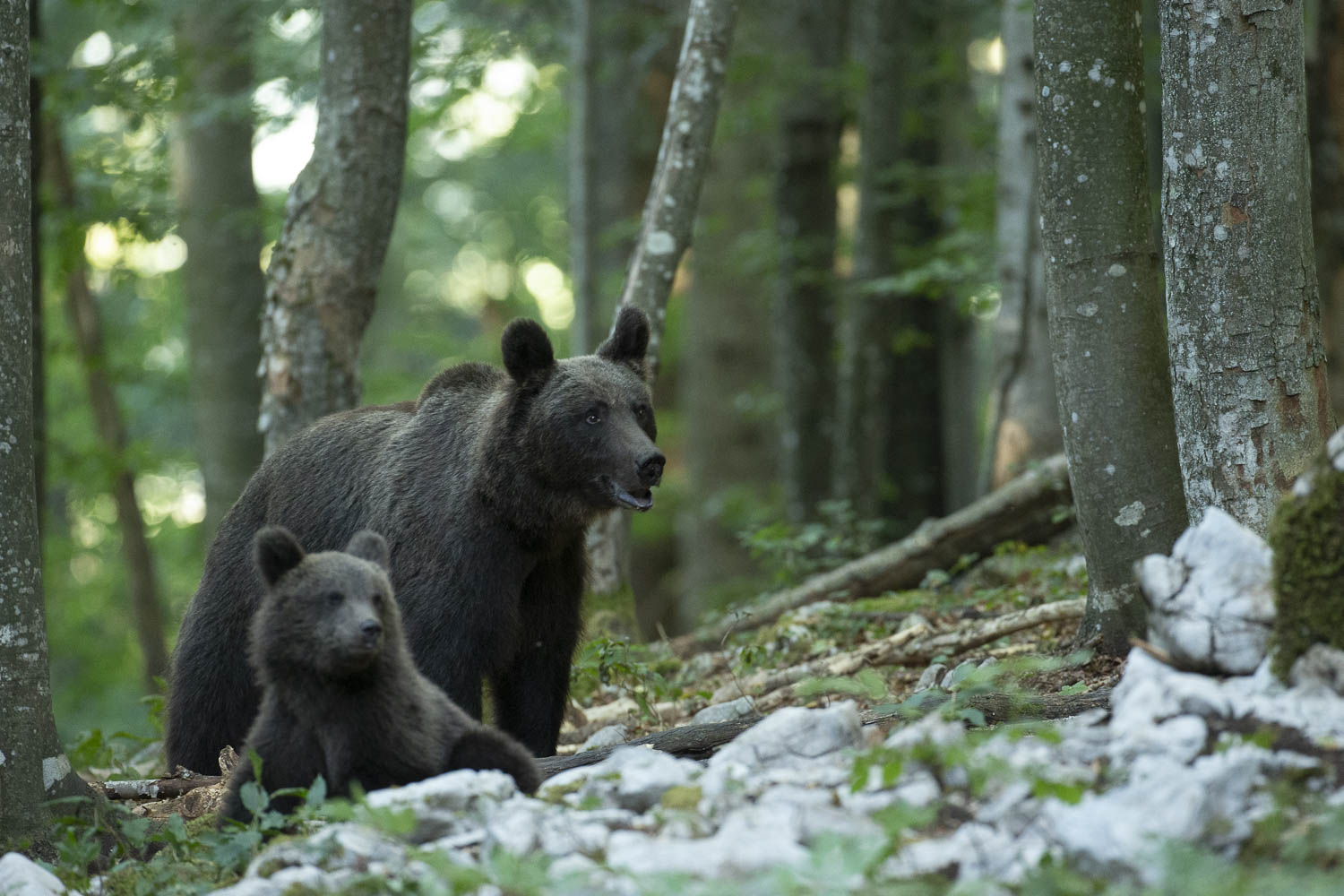 Oso esloveno y otros