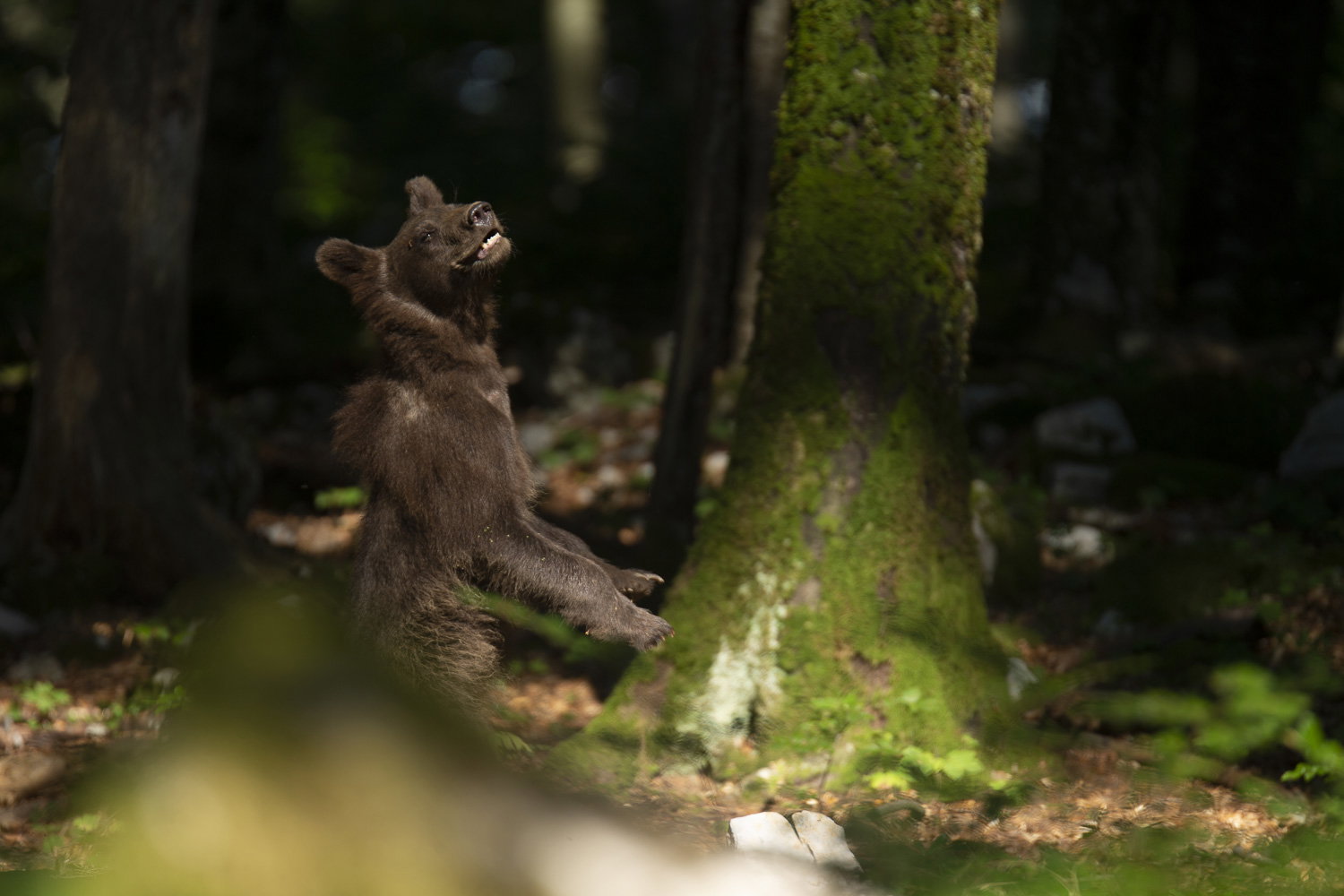 Oso esloveno y otros