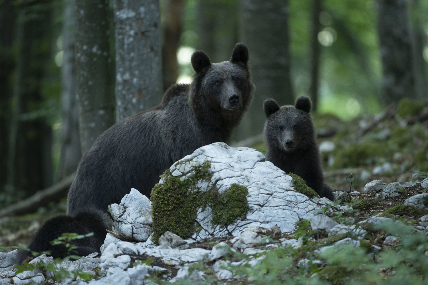 Oso esloveno y otros