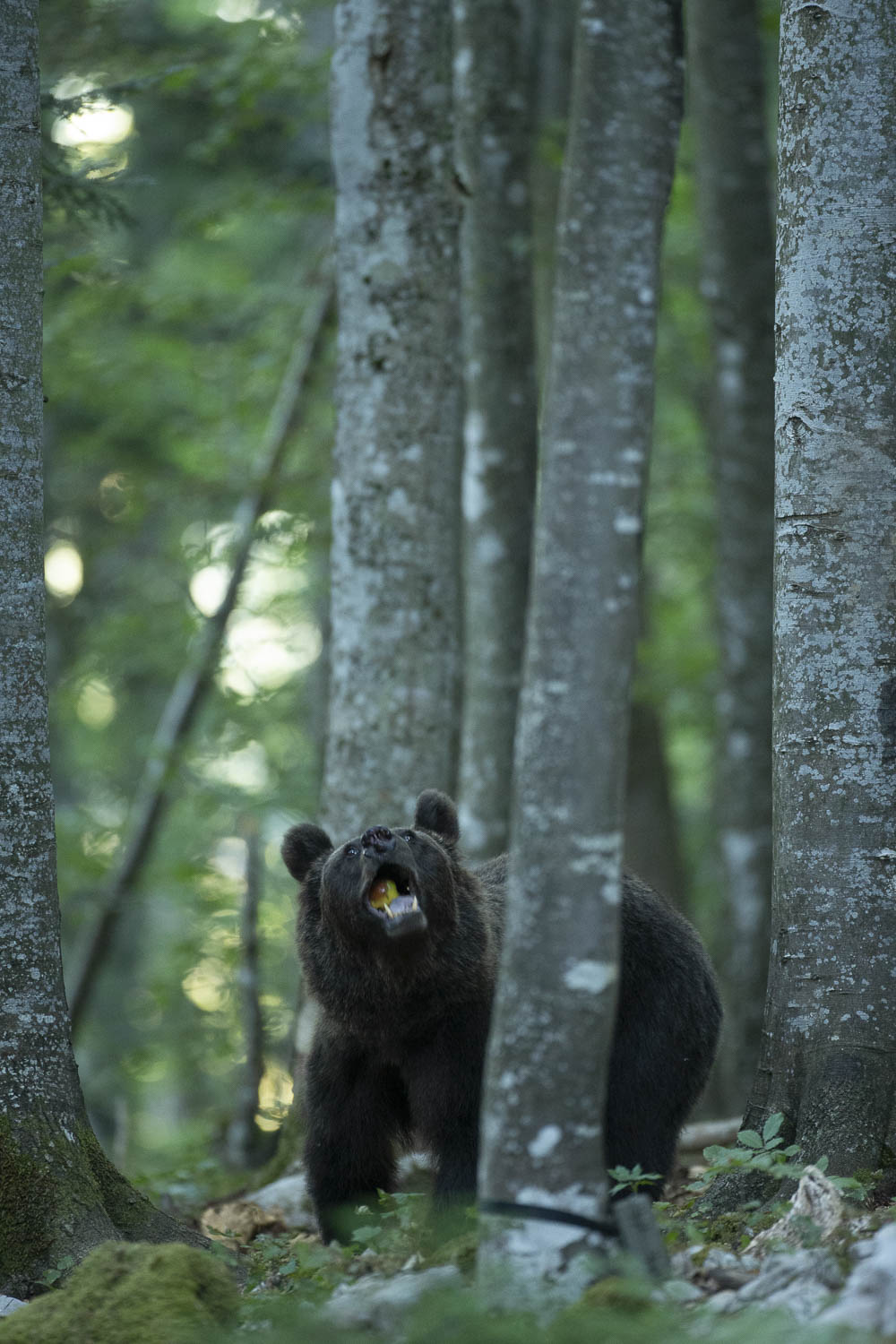 Oso esloveno y otros