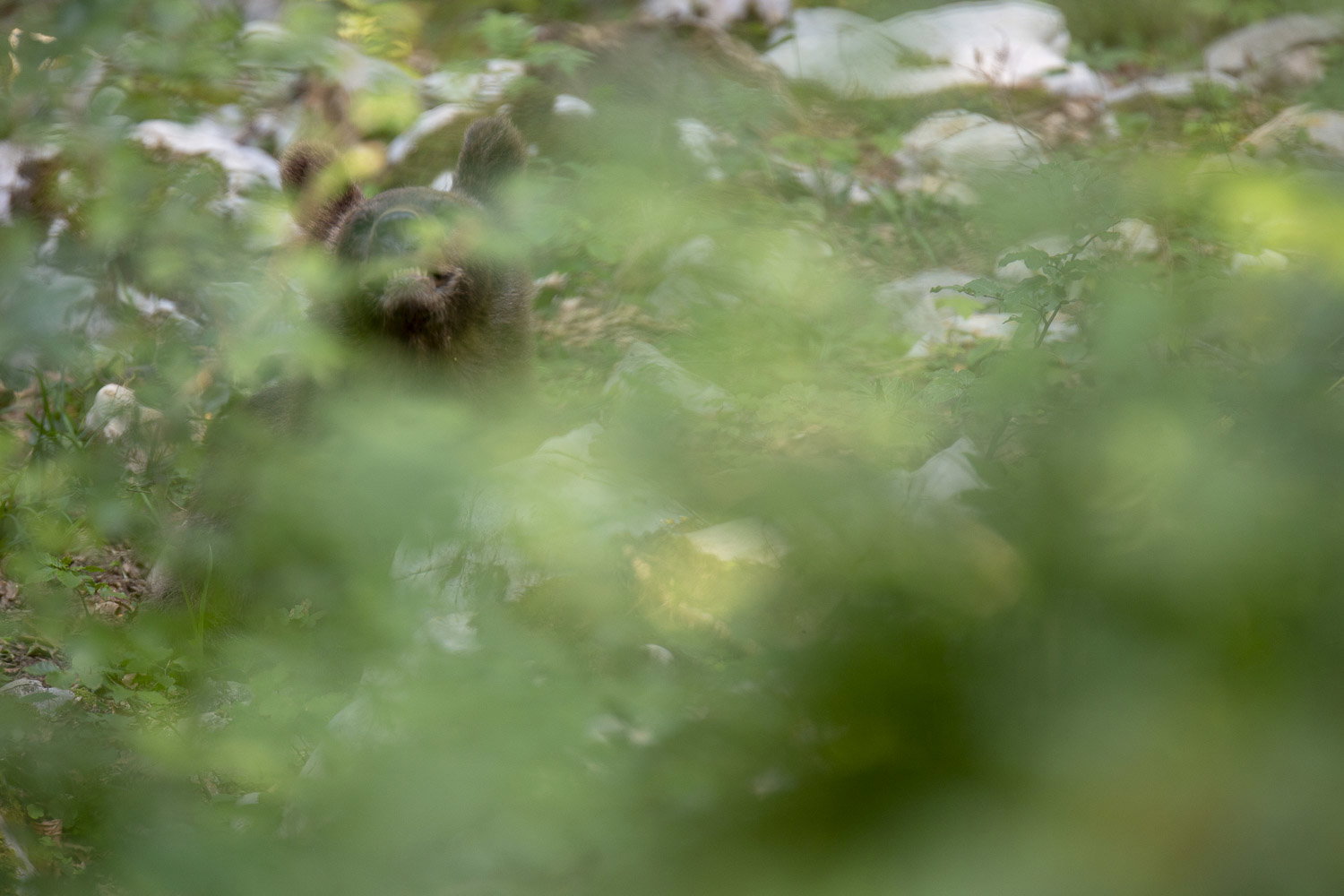 Oso esloveno y otros