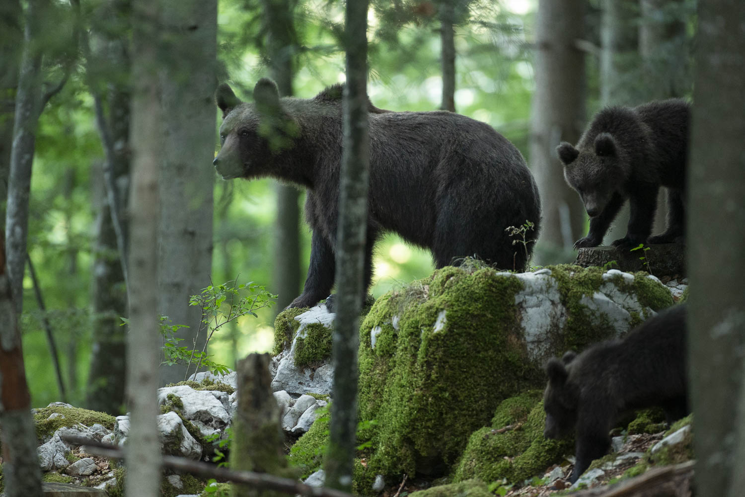 Oso esloveno y otros