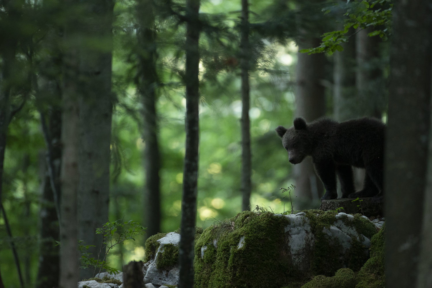 Oso esloveno y otros