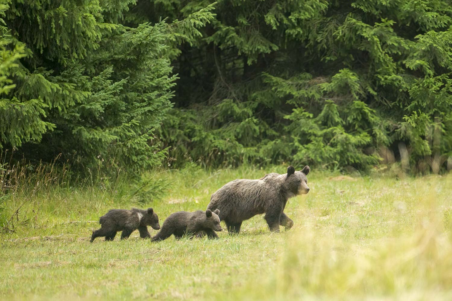Oso esloveno y otros