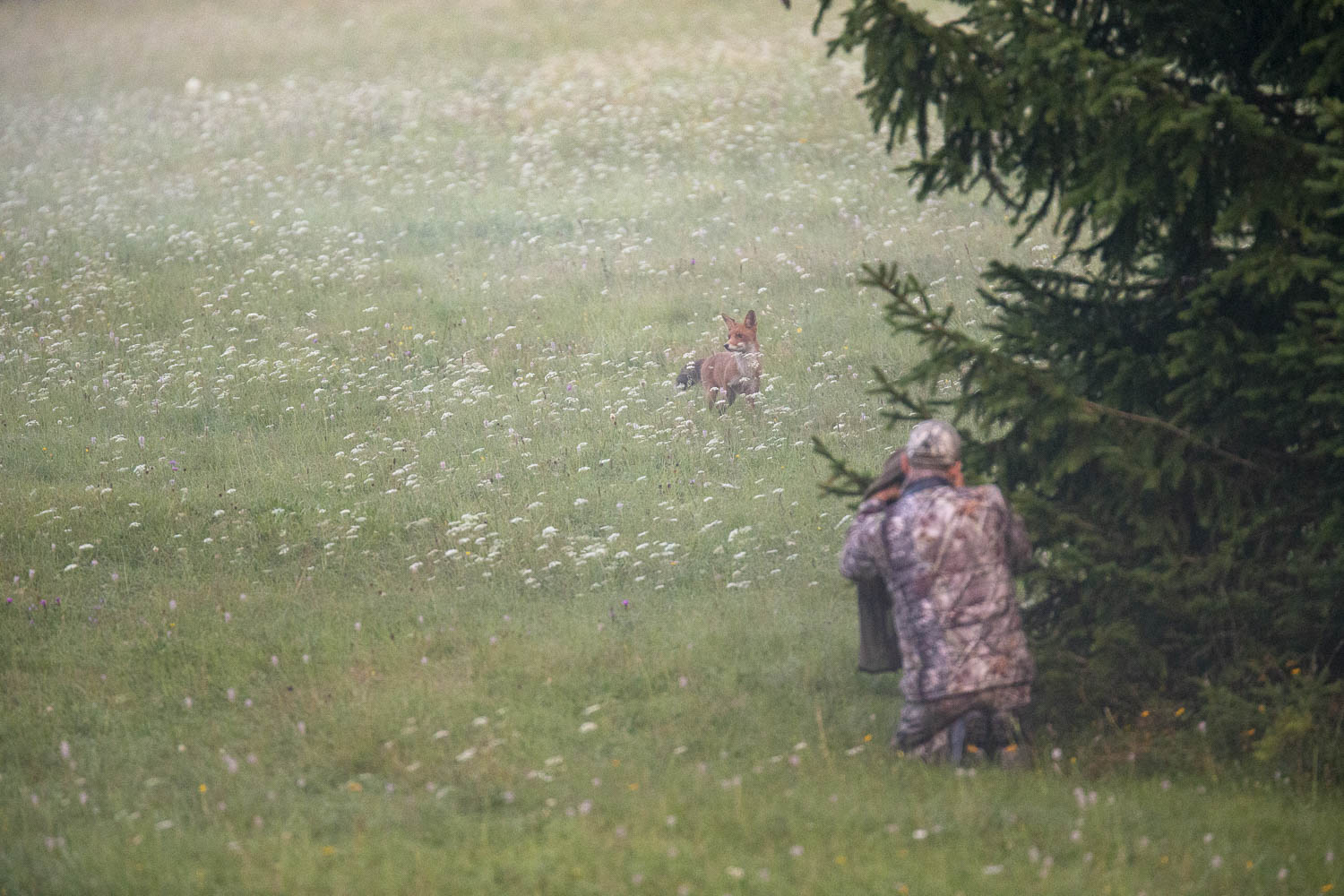 Oso esloveno y otros