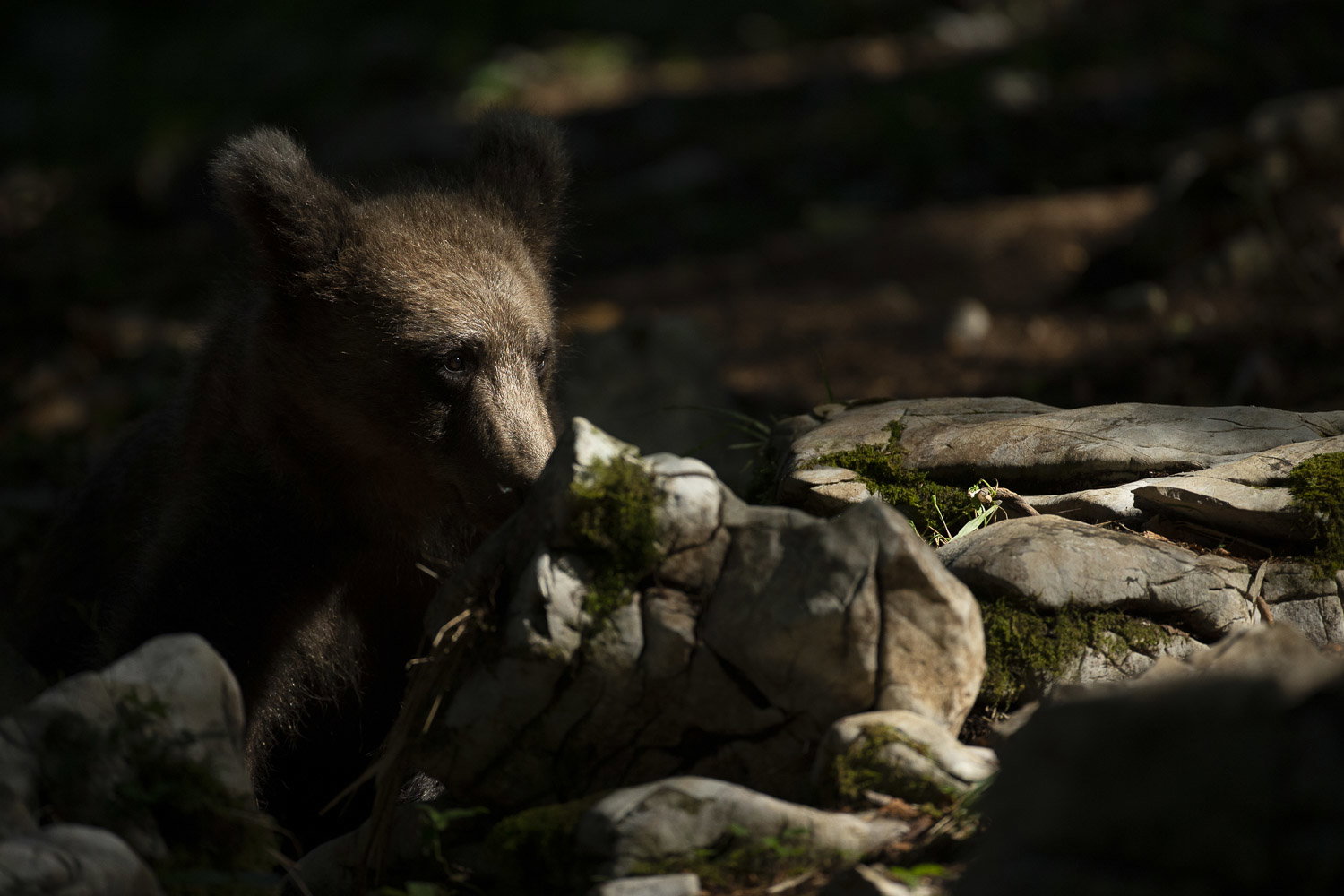 Oso esloveno y otros